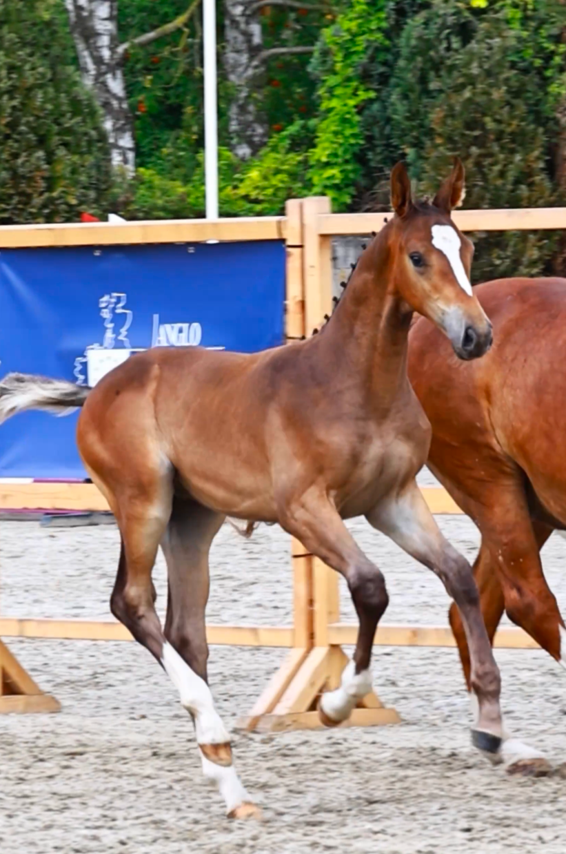 anglo-europees springpaard hengst 0 Jahre alt donkerbruin zu verkaufen - Foto 2