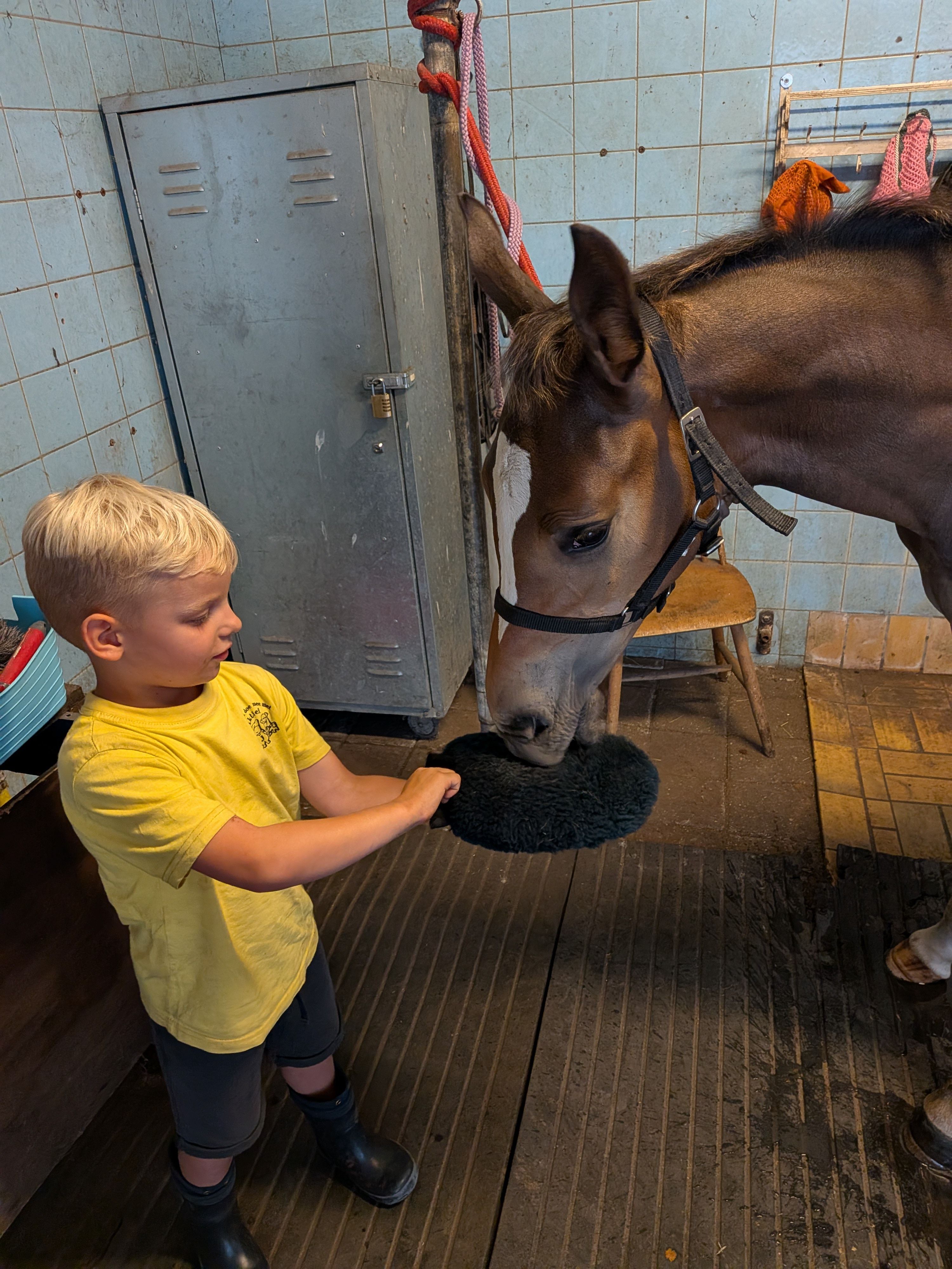 anglo-europees springpaard hengst 0 Jahre alt donkerbruin zu verkaufen - Foto 6
