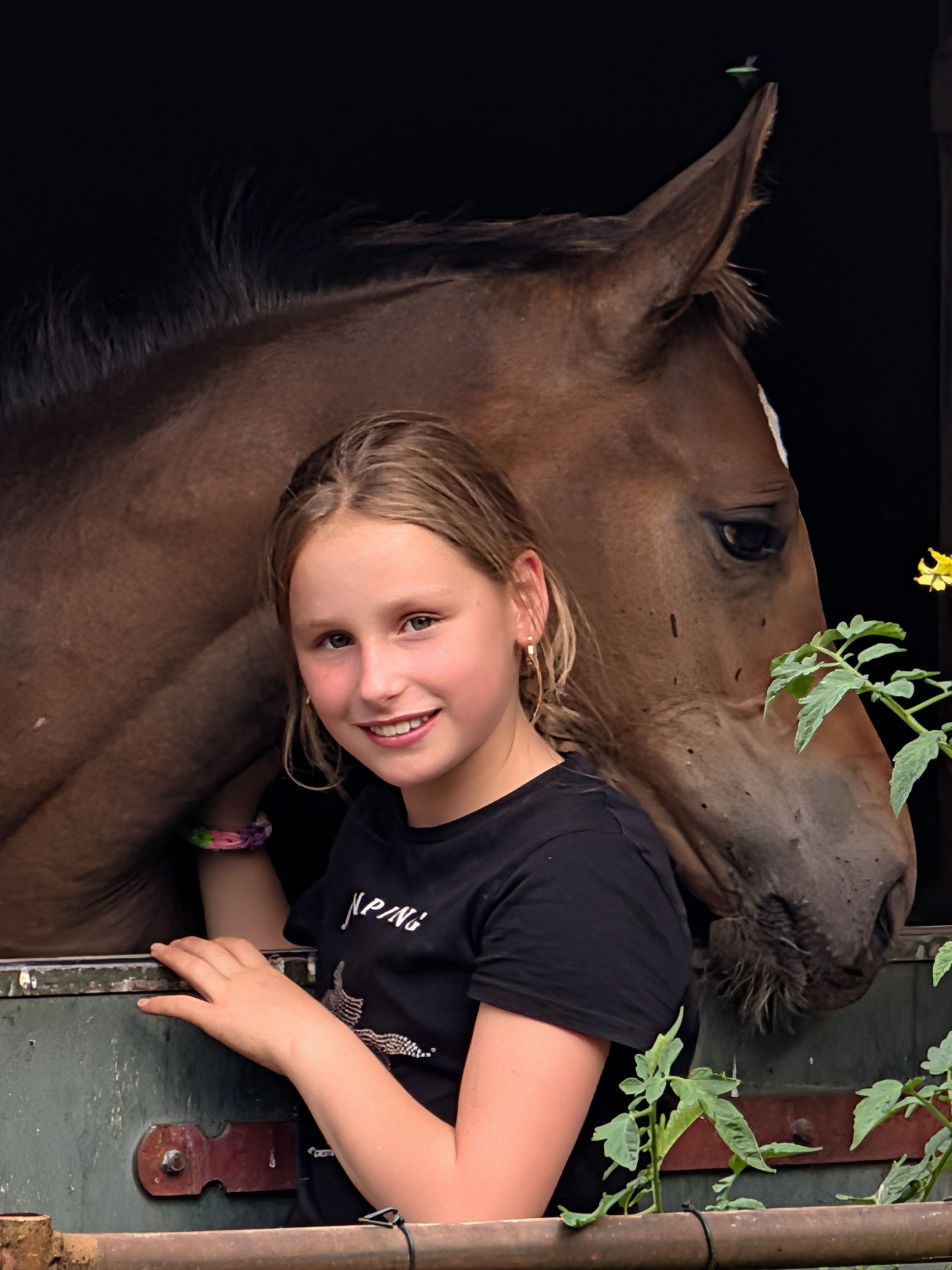 anglo-europees springpaard hengst 0 Jahre alt donkerbruin zu verkaufen - Foto 5