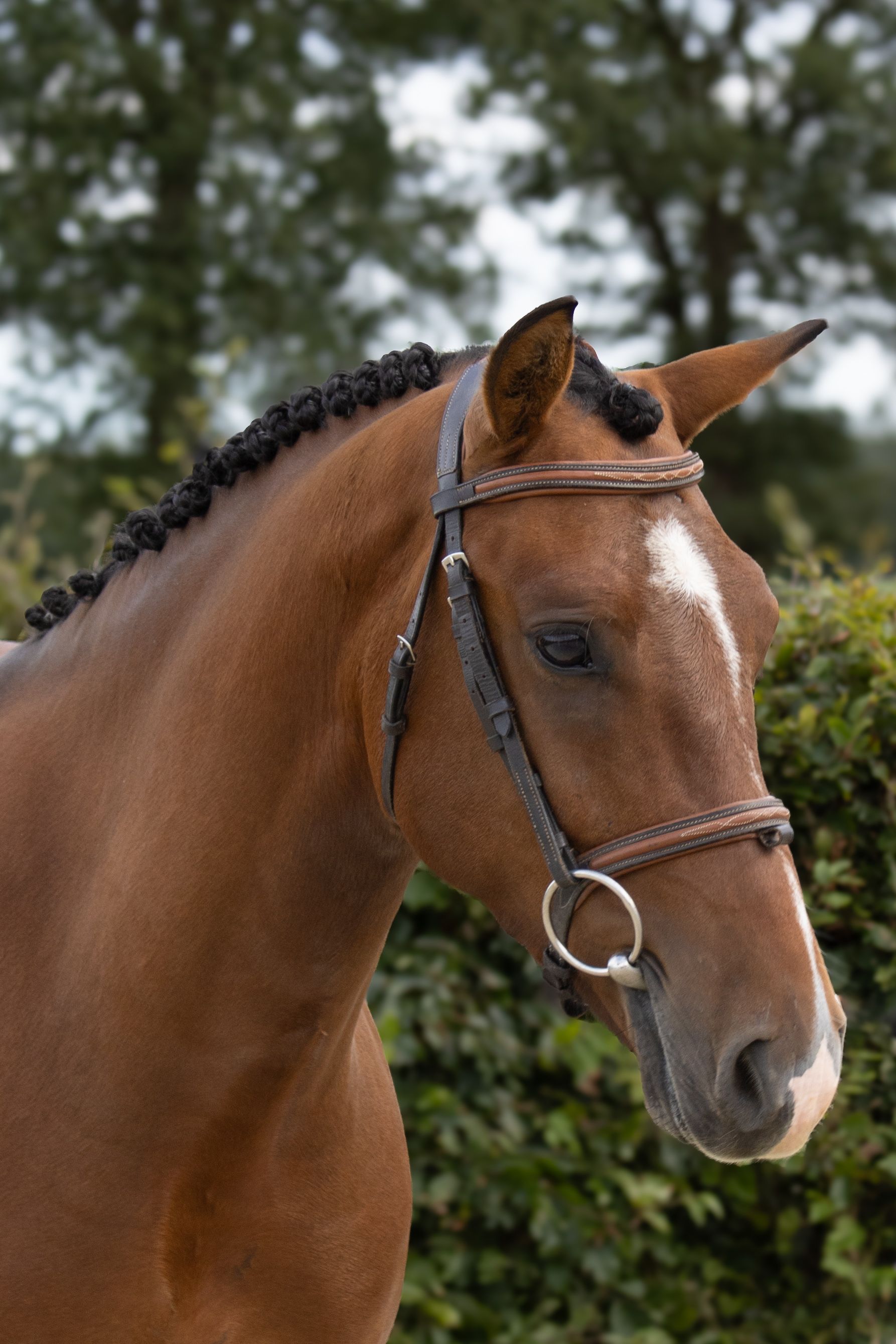 Handsome and well-behaved 3-year-old New Forest gelding for sale
