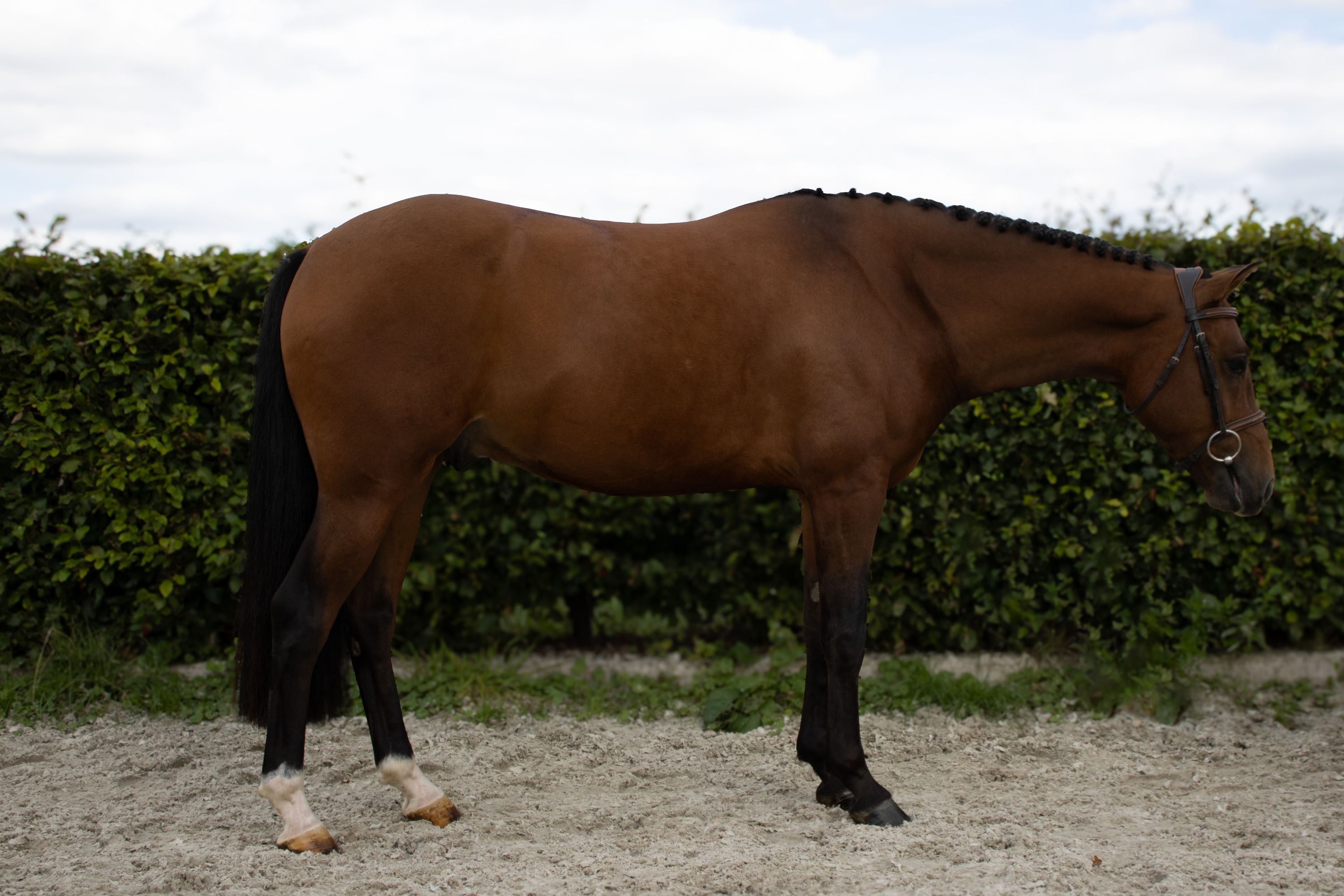 new-forest allround-pony ruin 3 years old for sale - Photo 2