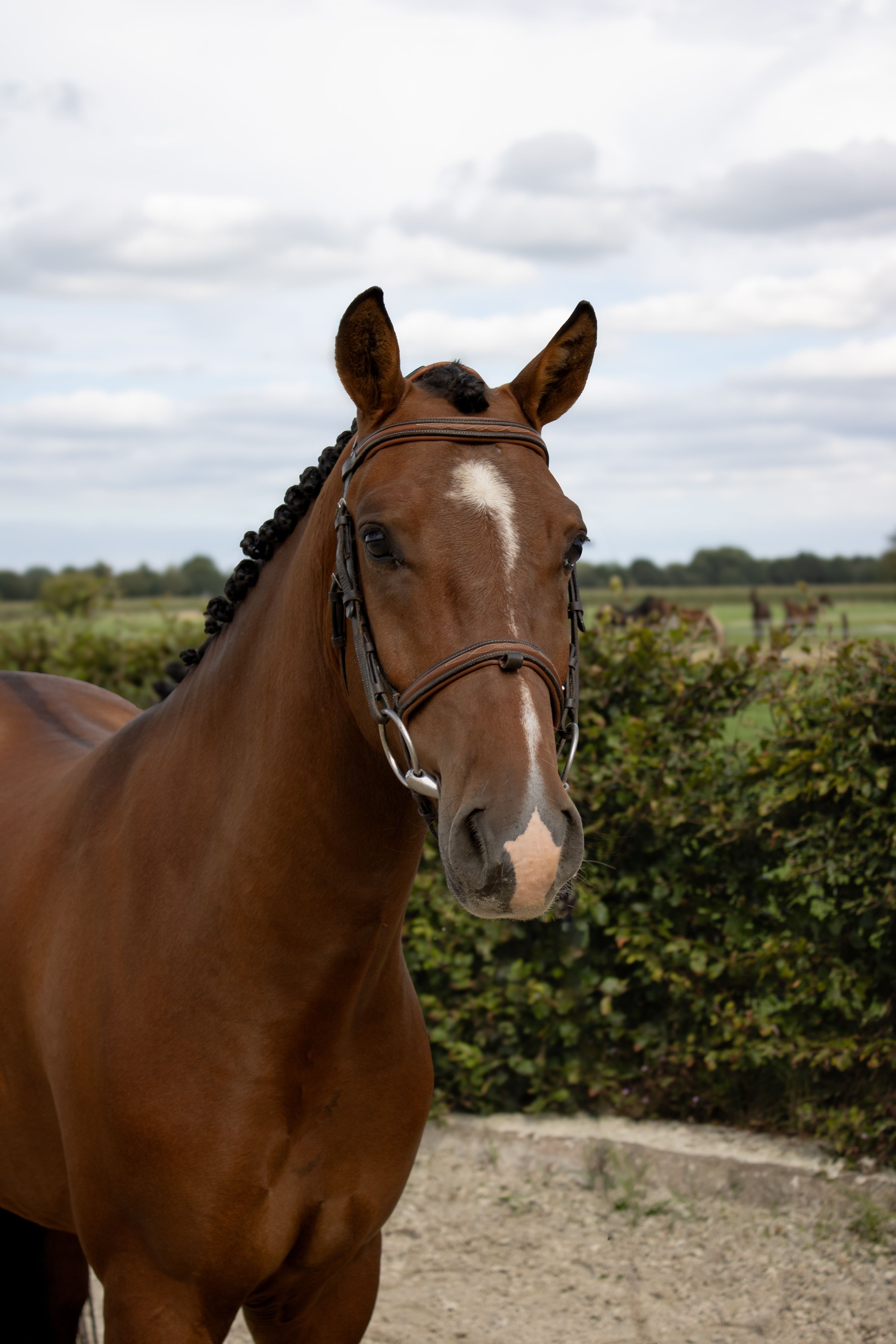 new-forest allround-pony ruin 3 years old for sale - Photo 3
