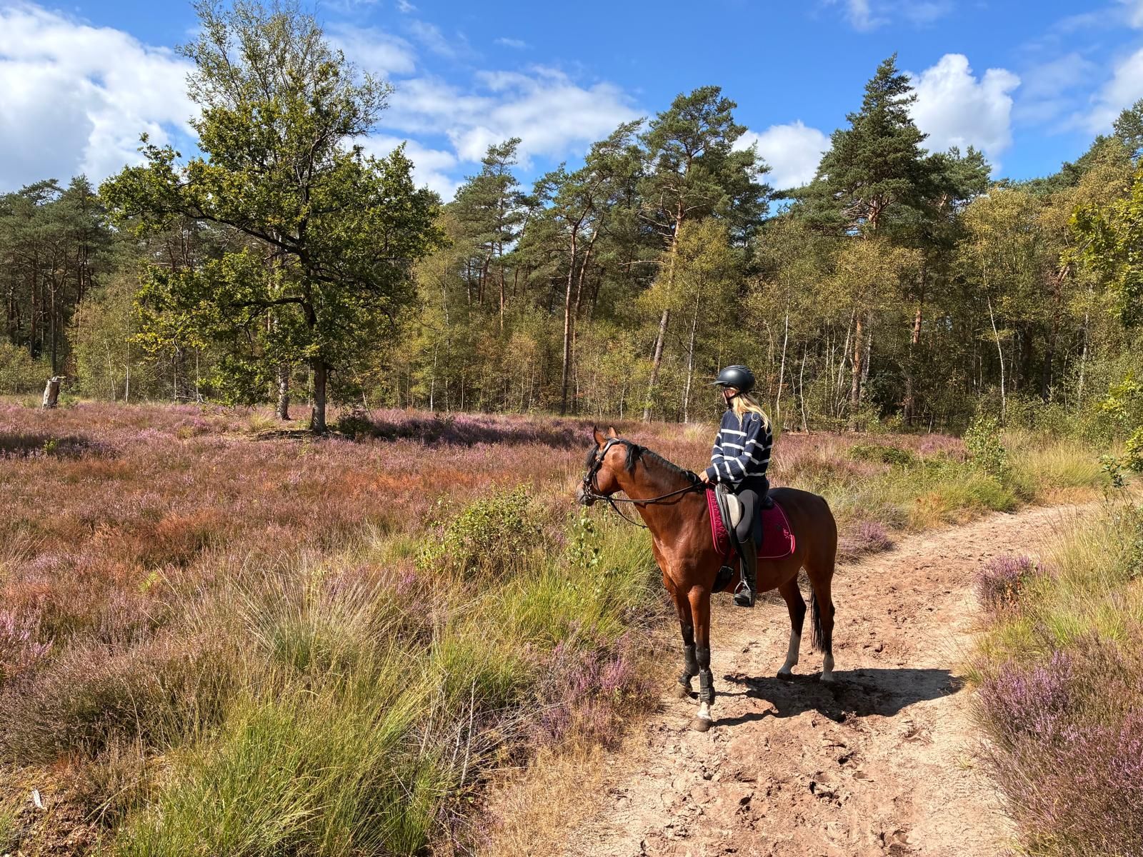 nrps allround-pony merrie 8 years old bruin for sale - Photo 3
