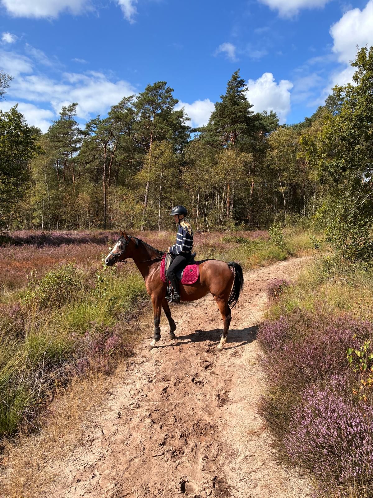 nrps allround-pony merrie 8 years old bruin for sale - Photo 5