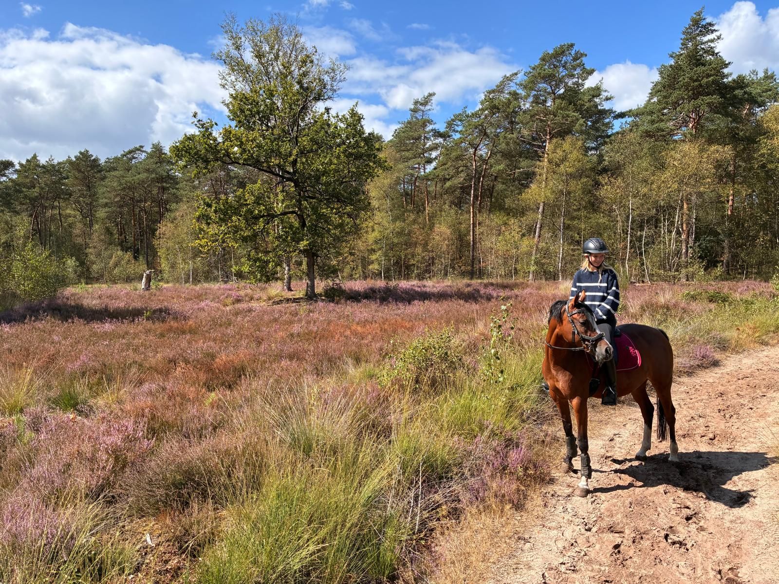 nrps allround-pony merrie 8 years old bruin for sale - Photo 4