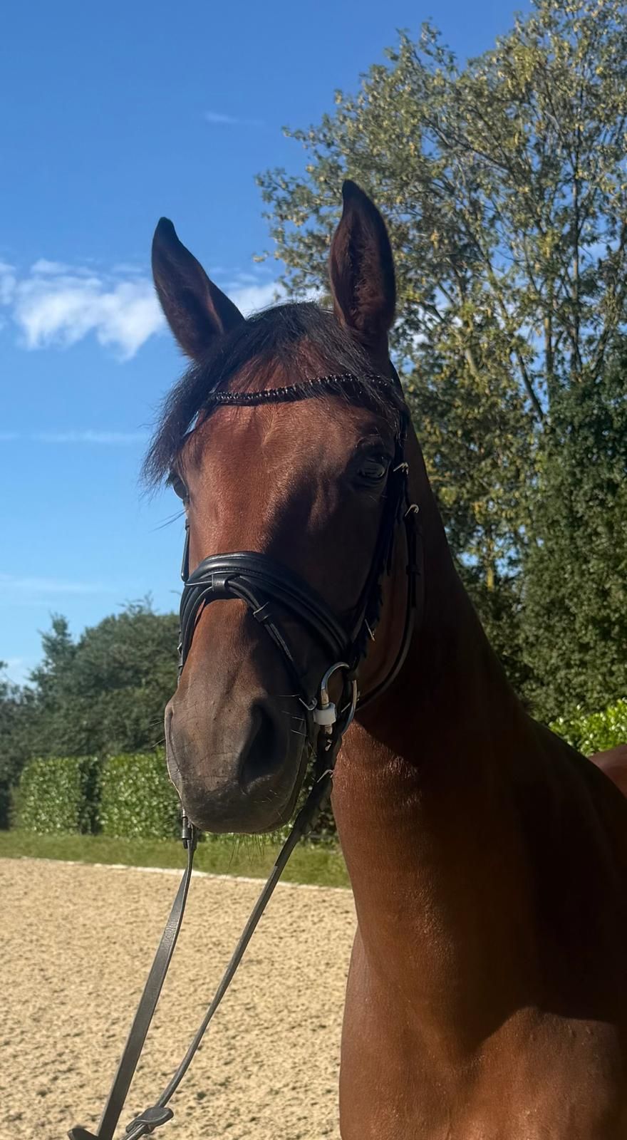 kwpn dressuurpaard merrie 6 years old bruin for sale - Photo 4
