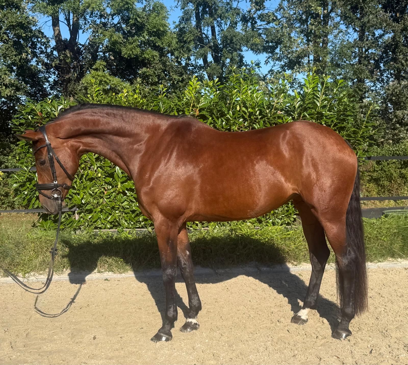 kwpn dressuurpaard merrie 6 years old bruin for sale - Photo 2