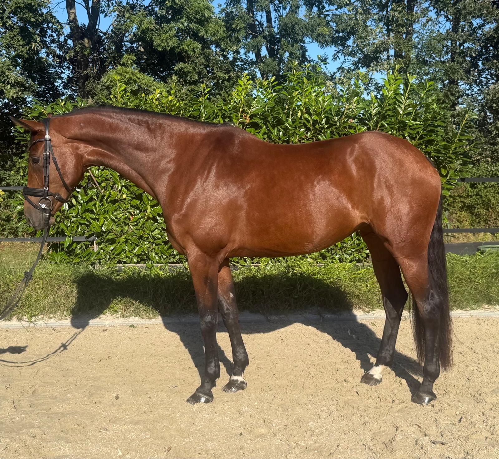 kwpn dressuurpaard merrie 6 years old bruin for sale - Photo 3