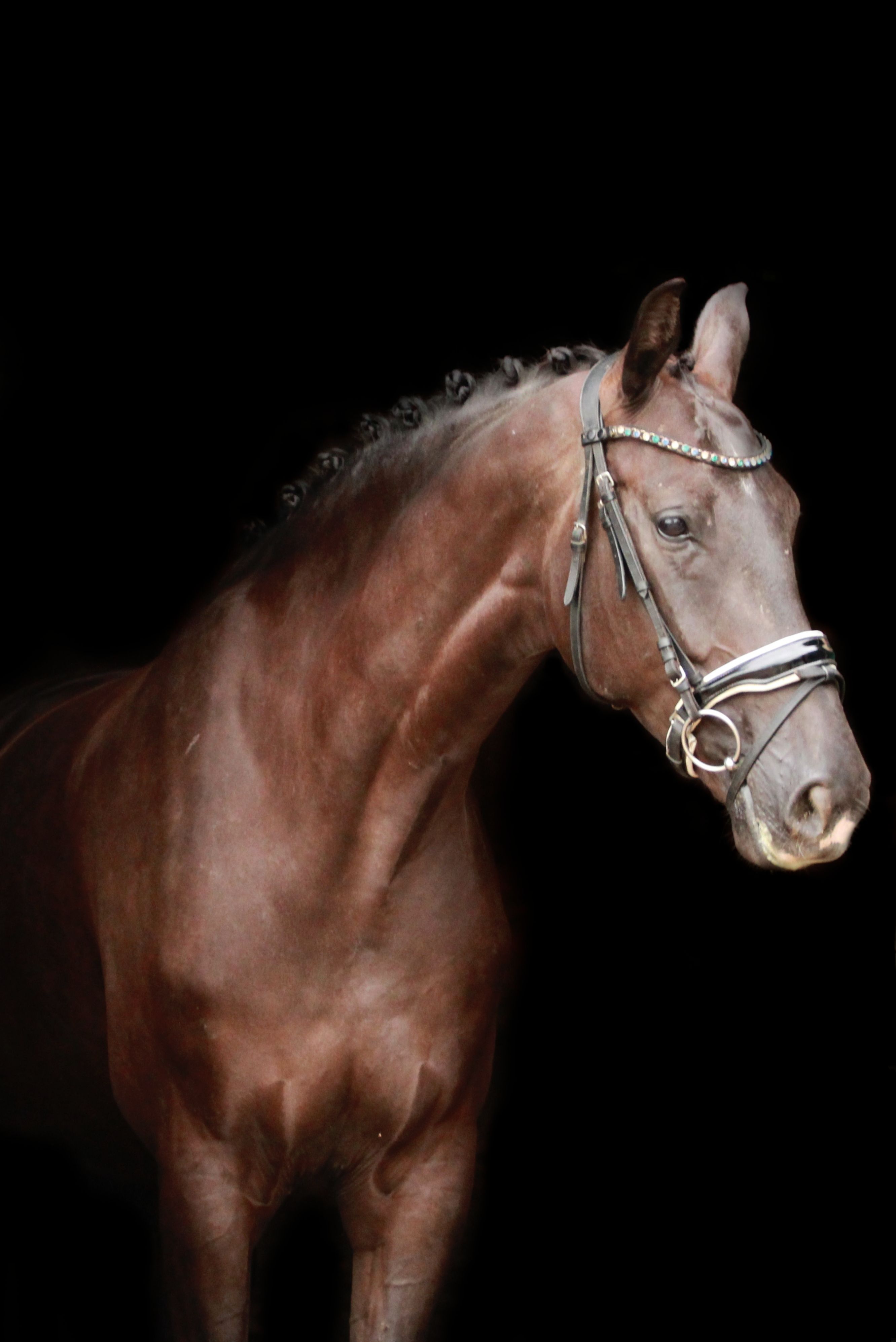 kwpn dressuurpaard merrie 6 Jahre alt zwart zu verkaufen - Foto 2