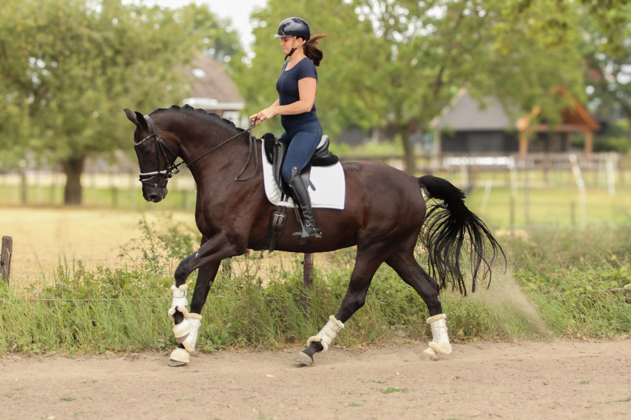 kwpn dressuurpaard merrie 6 Jahre alt zwart zu verkaufen - Foto 4