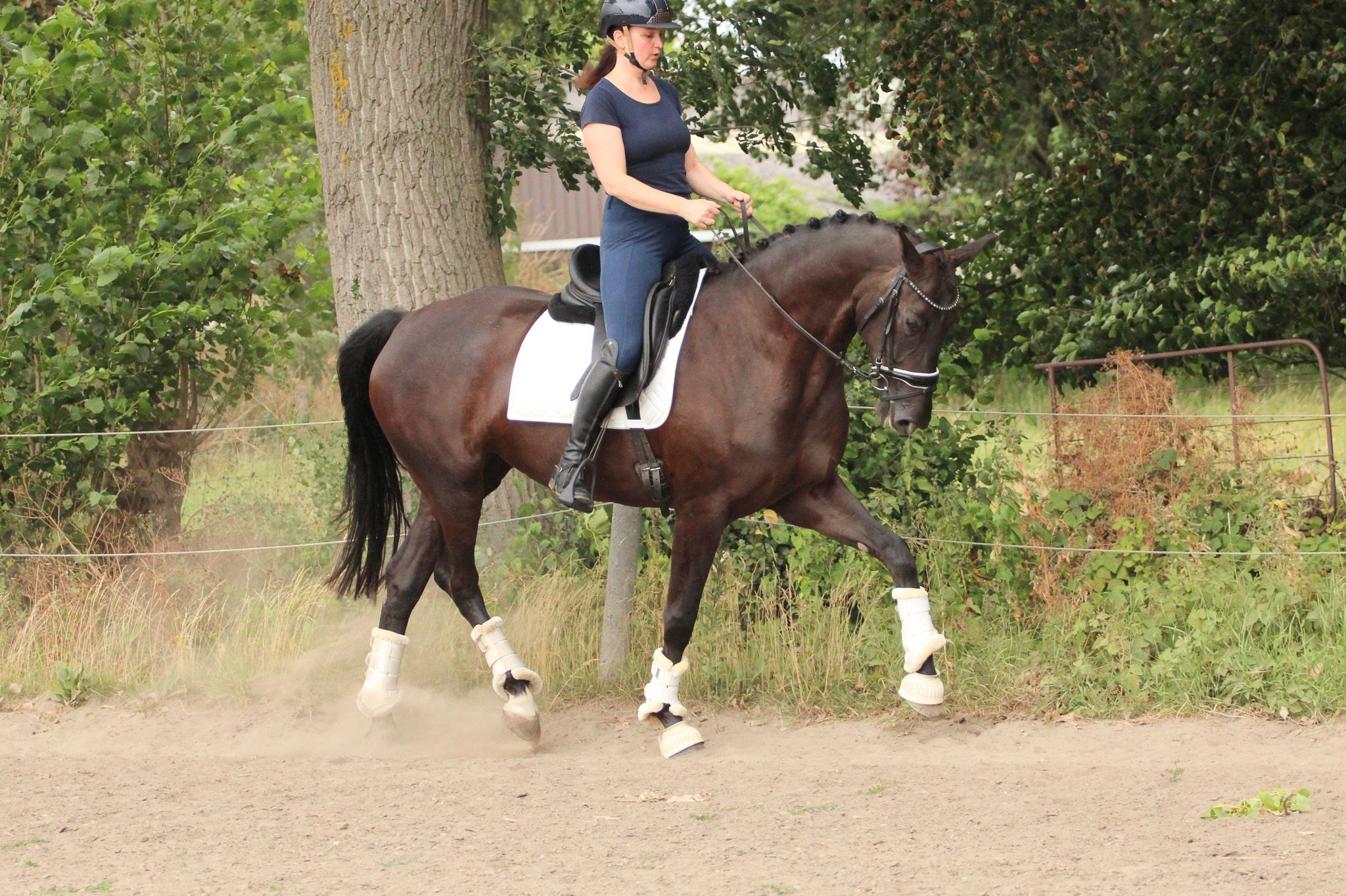 kwpn dressuurpaard merrie 6 Jahre alt zwart zu verkaufen - Foto 3