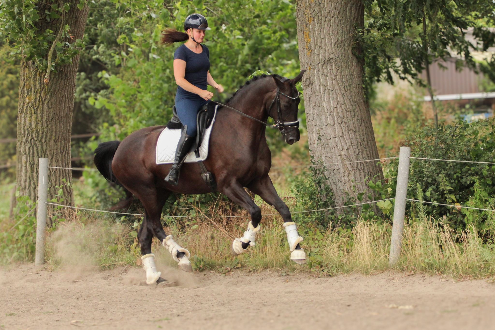 kwpn dressuurpaard merrie 6 Jahre alt zwart zu verkaufen - Foto 5