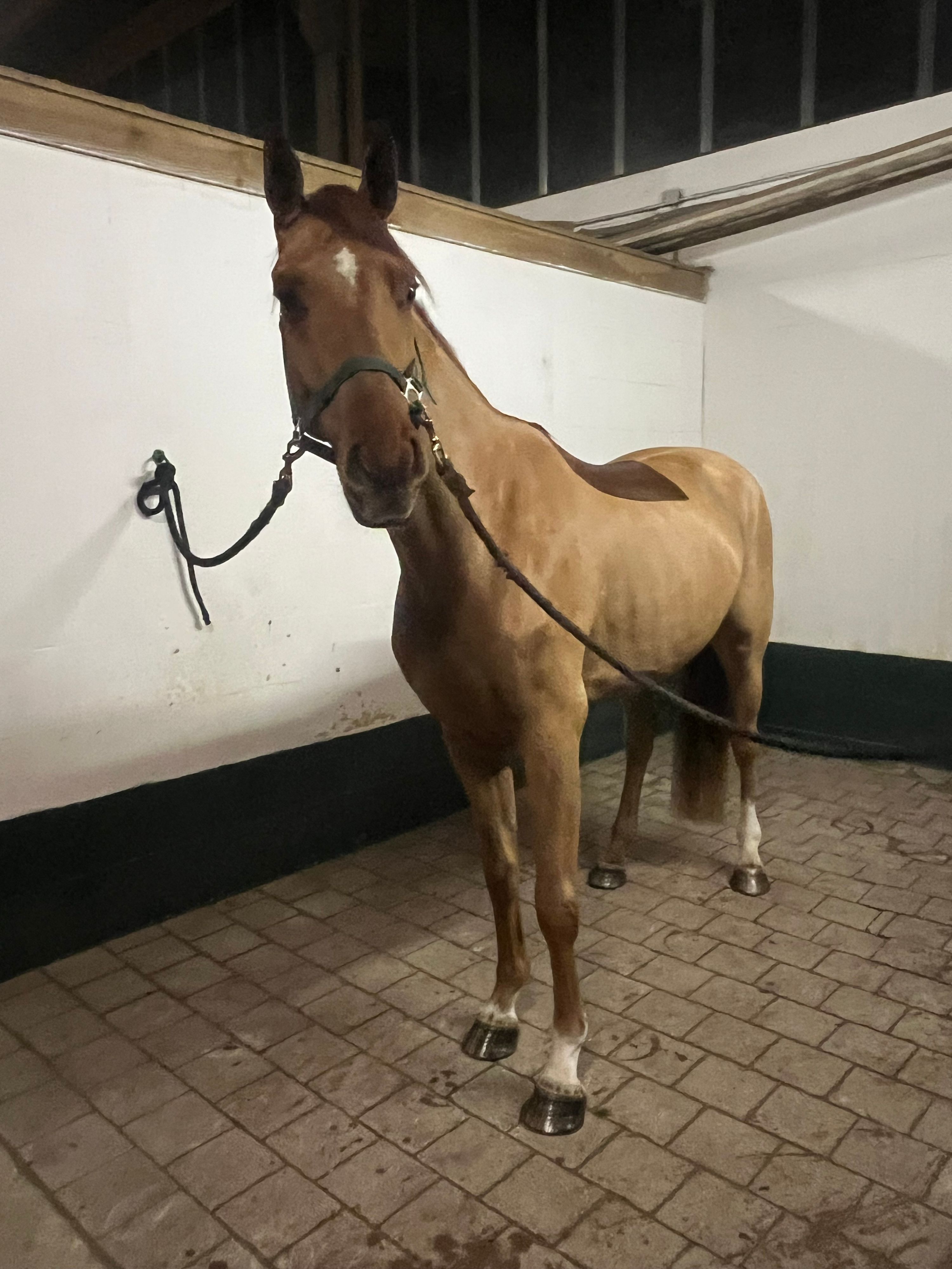 saksisch springpaard ruin 5 Jahre alt vos zu verkaufen - Foto 2