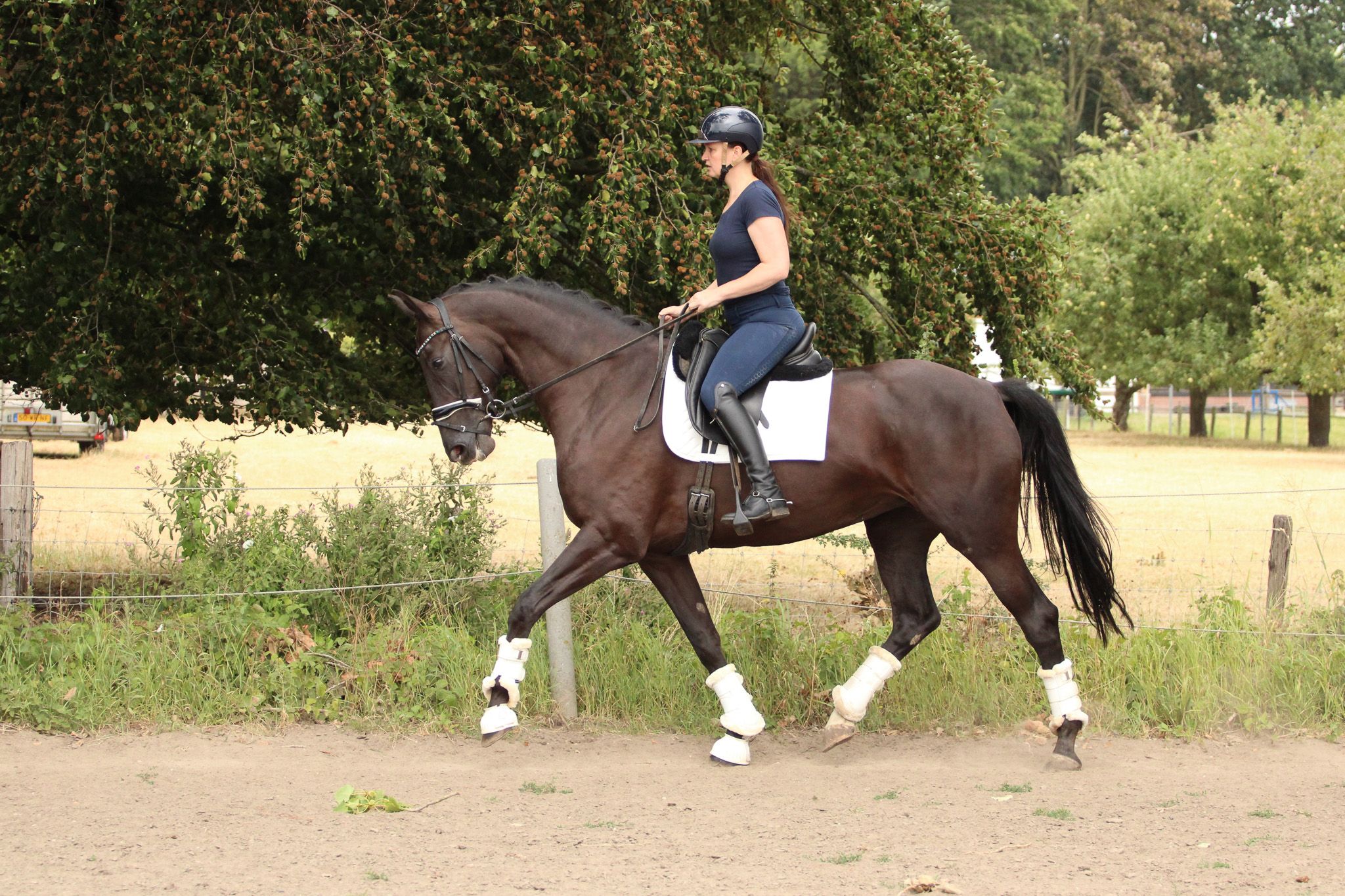 kwpn dressuurpaard merrie 6 Jahre alt zwart zu verkaufen - Foto 6