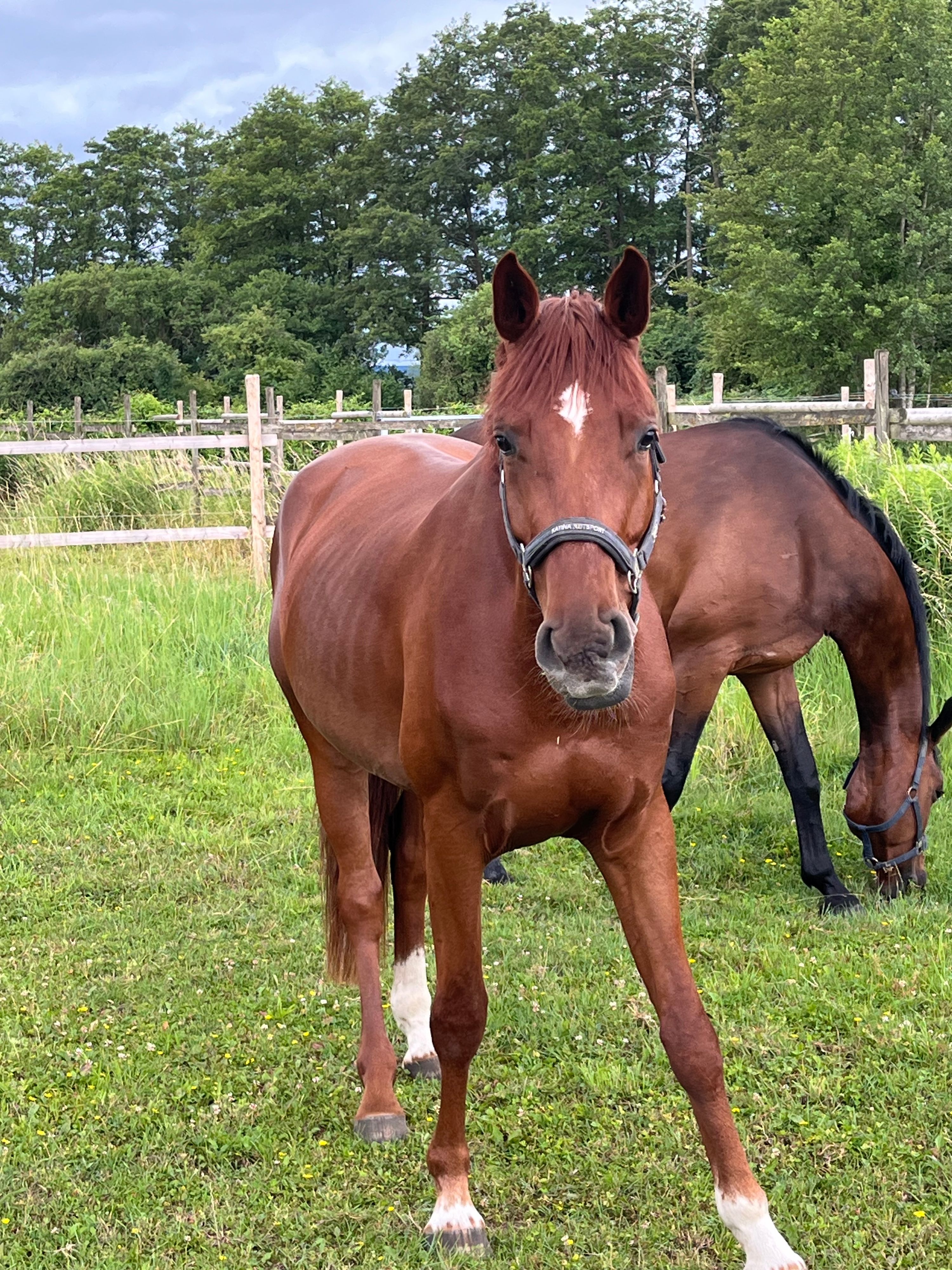 saksisch springpaard ruin 5 Jahre alt vos zu verkaufen - Foto 4