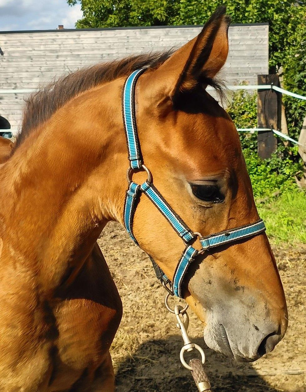 zangersheide springpaard hengst 0 anni bruin in vendita - Foto 2