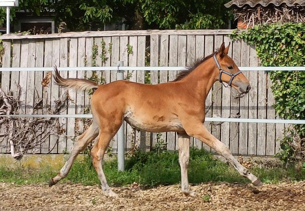 zangersheide springpaard hengst 0 anni bruin in vendita - Foto 3
