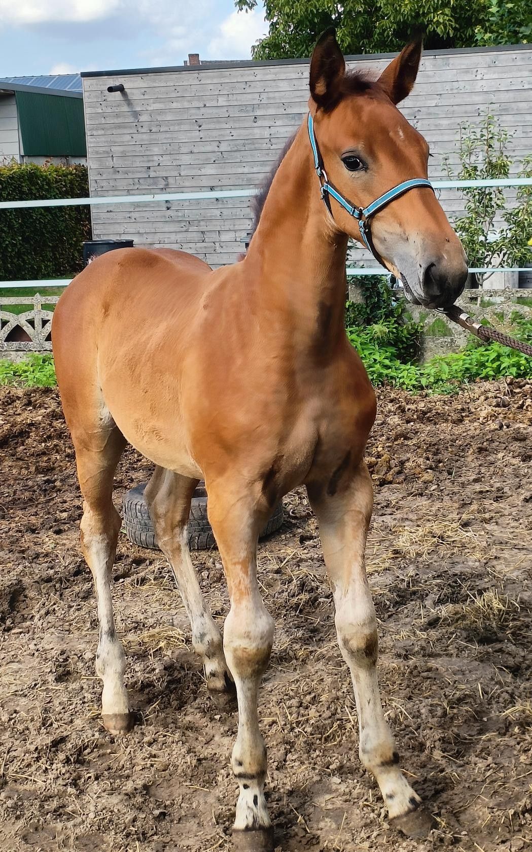 zangersheide springpaard hengst 0 anni bruin in vendita - Foto 4