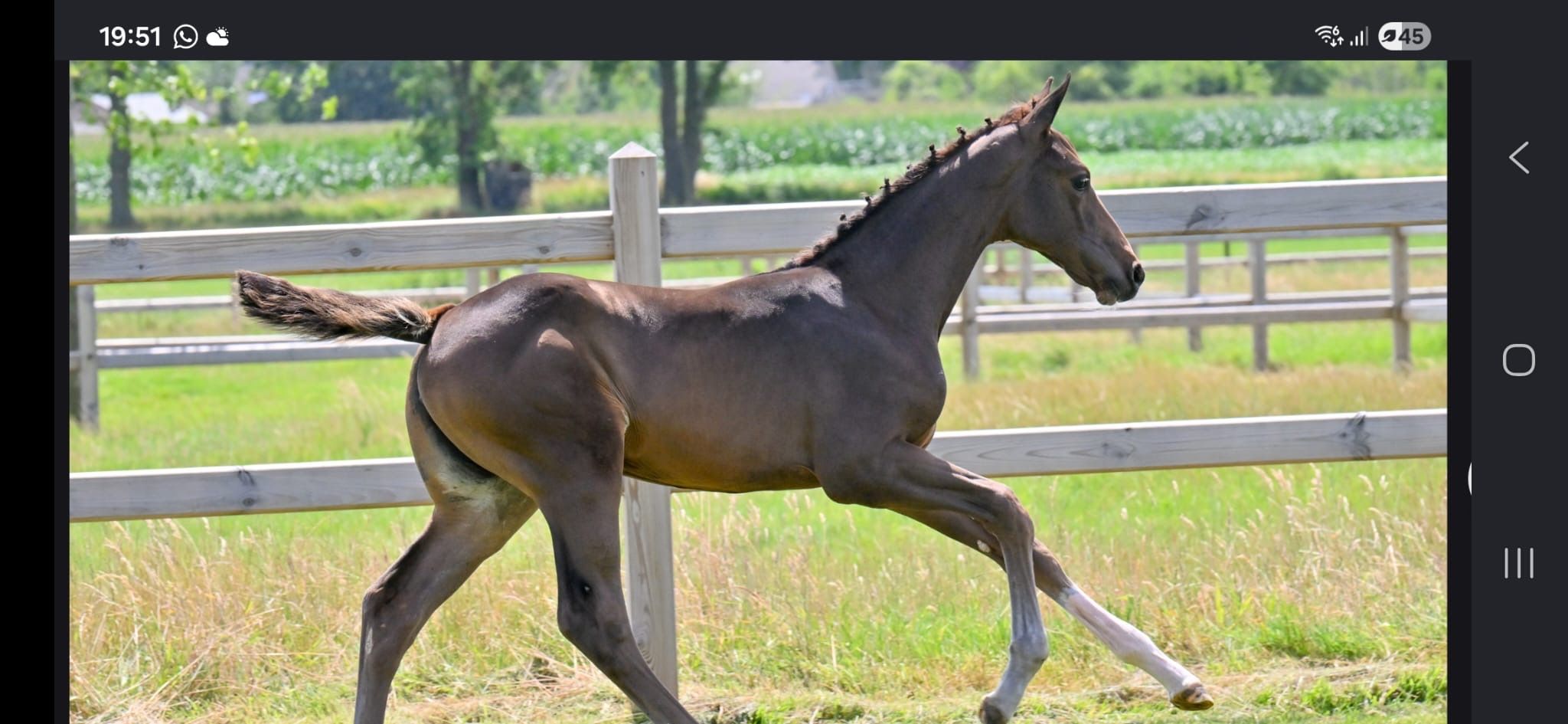 zangersheide springpaard merrie 0 years old donkerbruin for sale - Photo 2