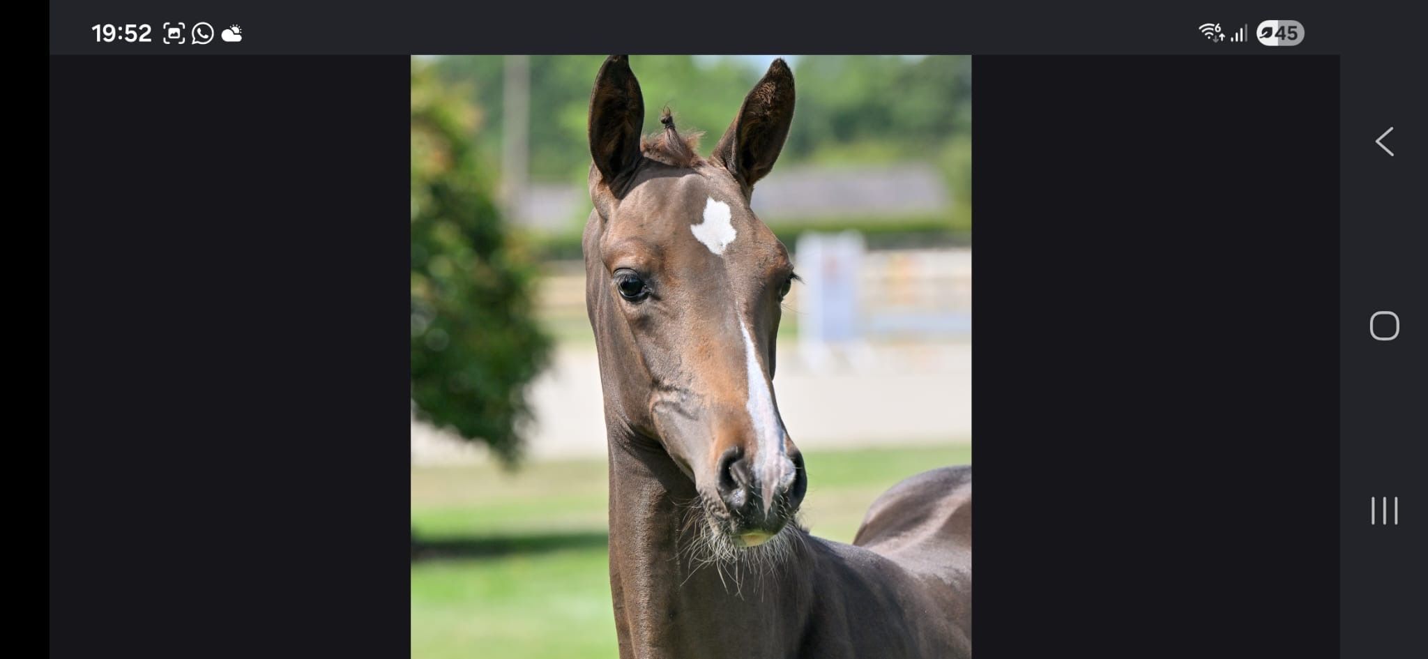 zangersheide springpaard merrie 0 years old donkerbruin for sale - Photo 3