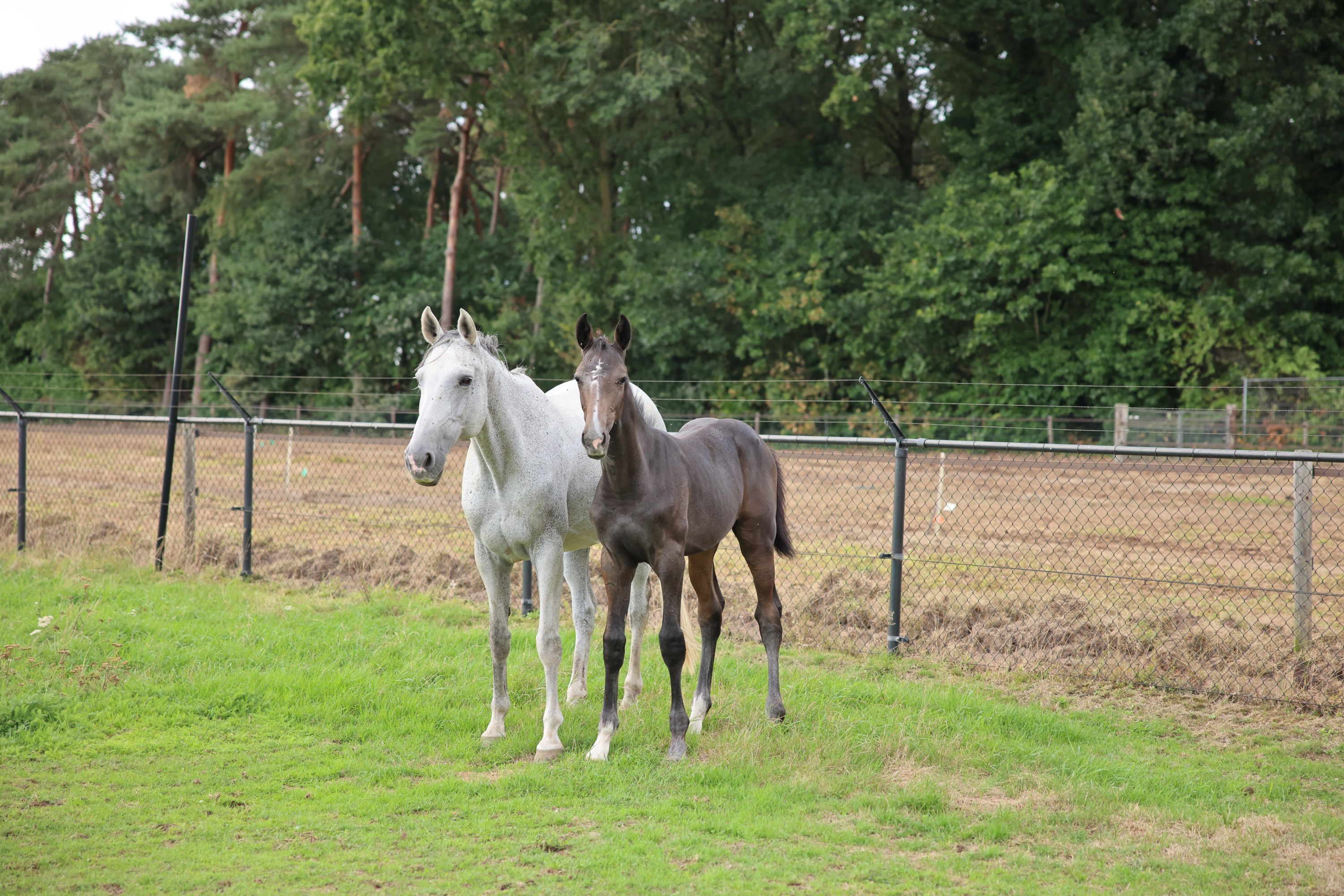 kwpn springpaard hengst 0 jaar schimmel te koop - Foto 2