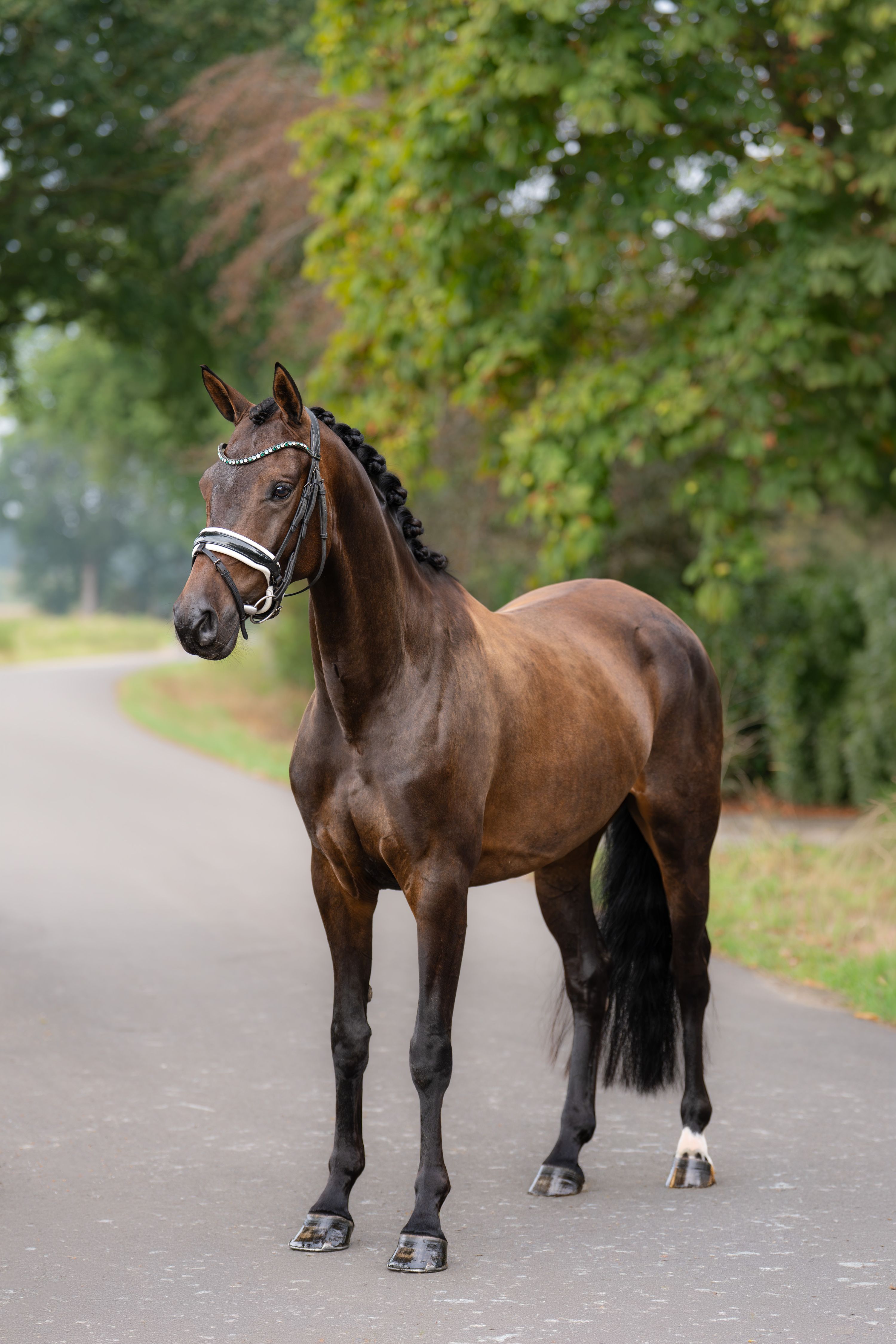 kwpn dressuurpaard merrie 4 rokov donkerbruin na predaj - Foto 2