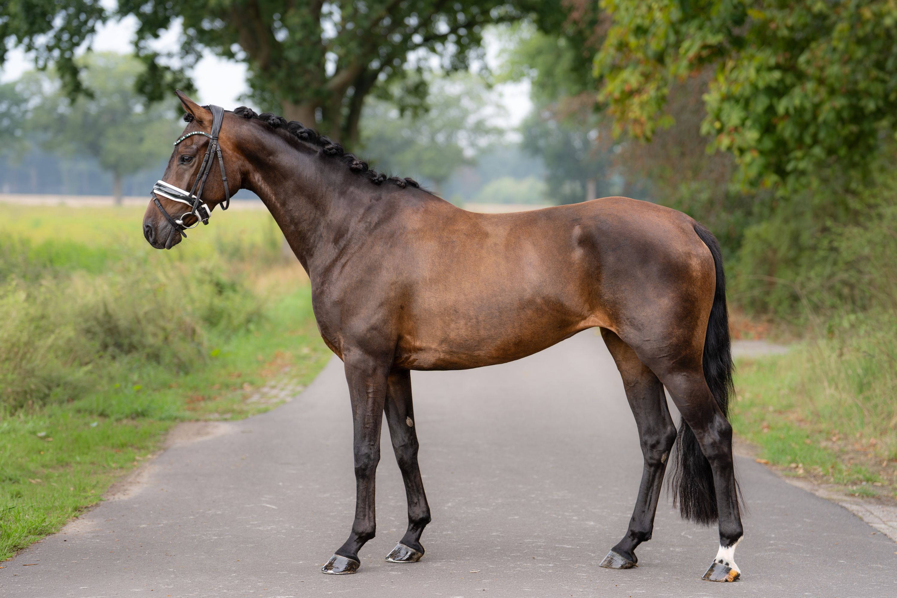 kwpn dressuurpaard merrie 4 rokov donkerbruin na predaj - Foto 4