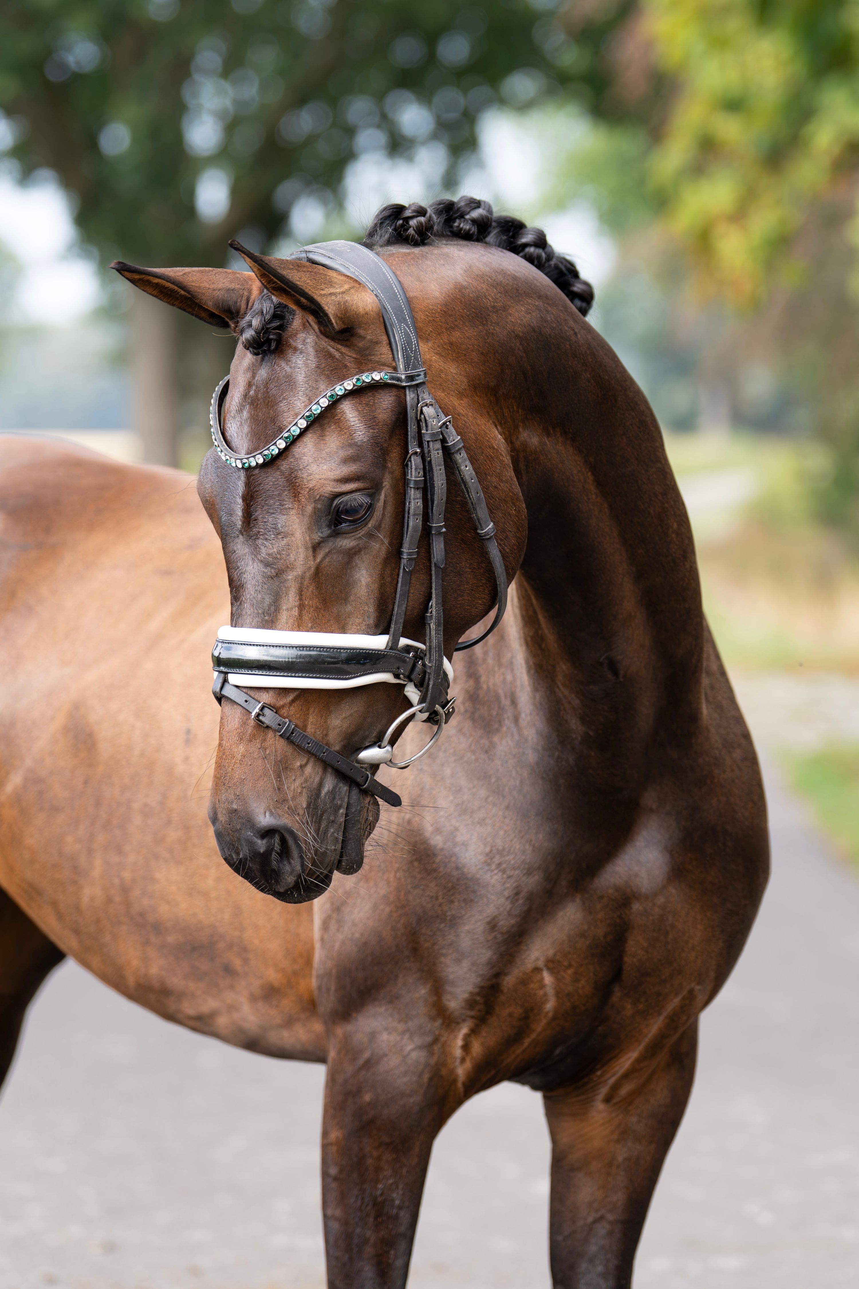 kwpn dressuurpaard merrie 4 rokov donkerbruin na predaj - Foto 3