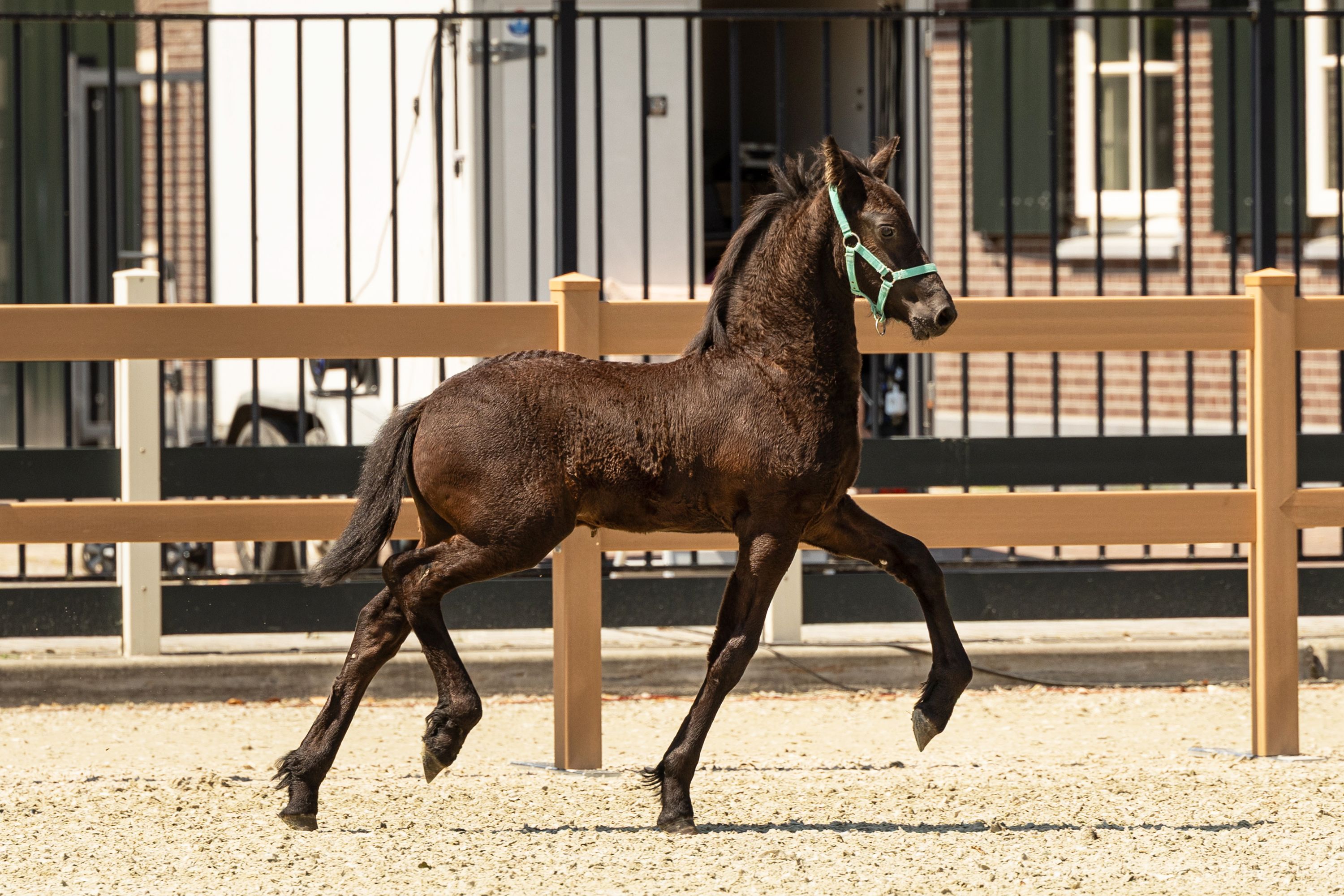 allround-fries hengst 0 years old zwart for sale - Photo 3