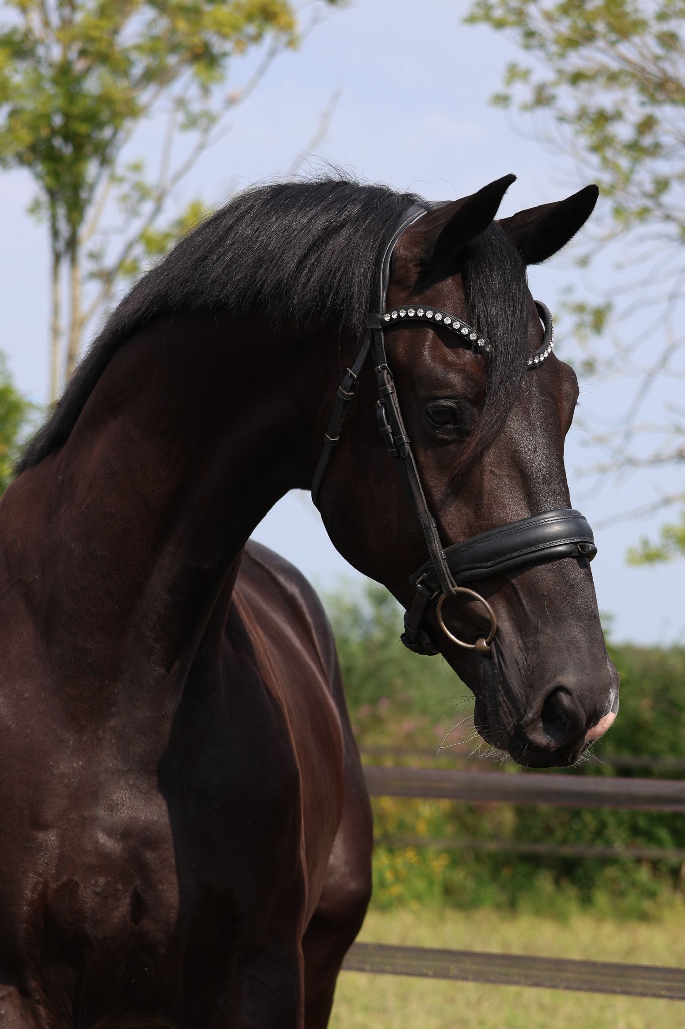 Magnifique hongre noir de 3 ans !