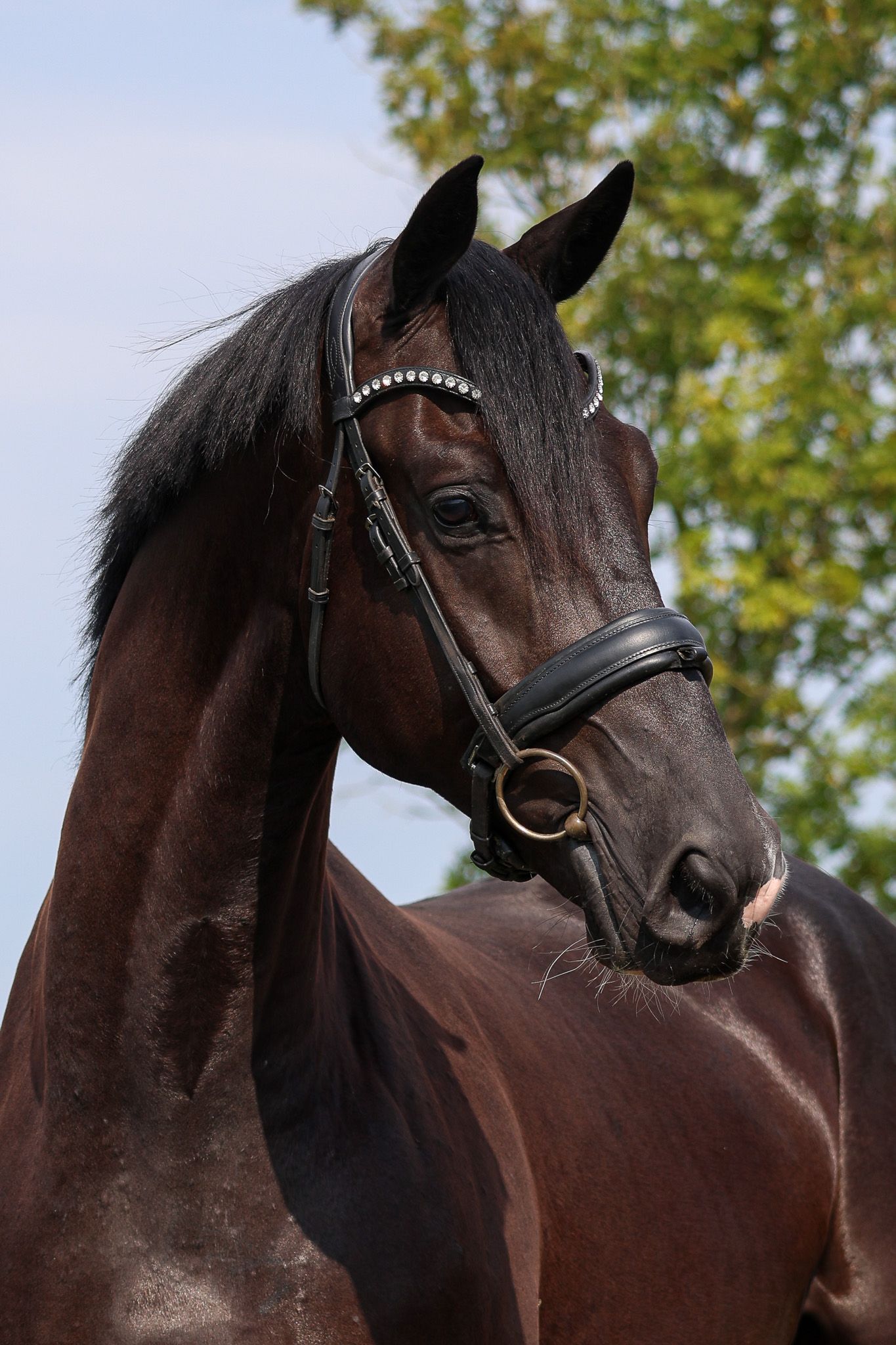 KWPN dressuurpaard Ruin 3 years old zwart for sale - Photo 2
