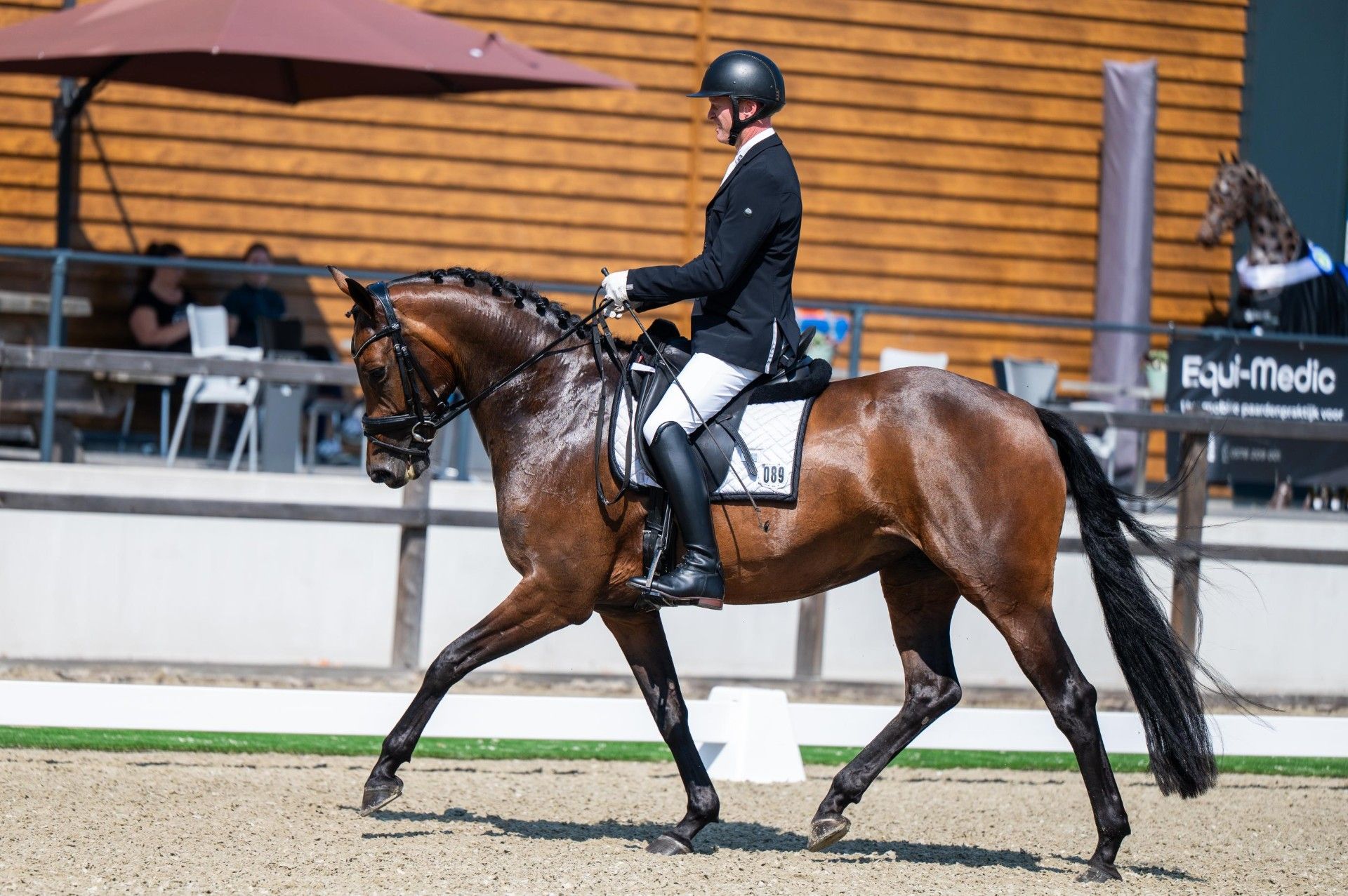 5 jarige bruine merrie te koop