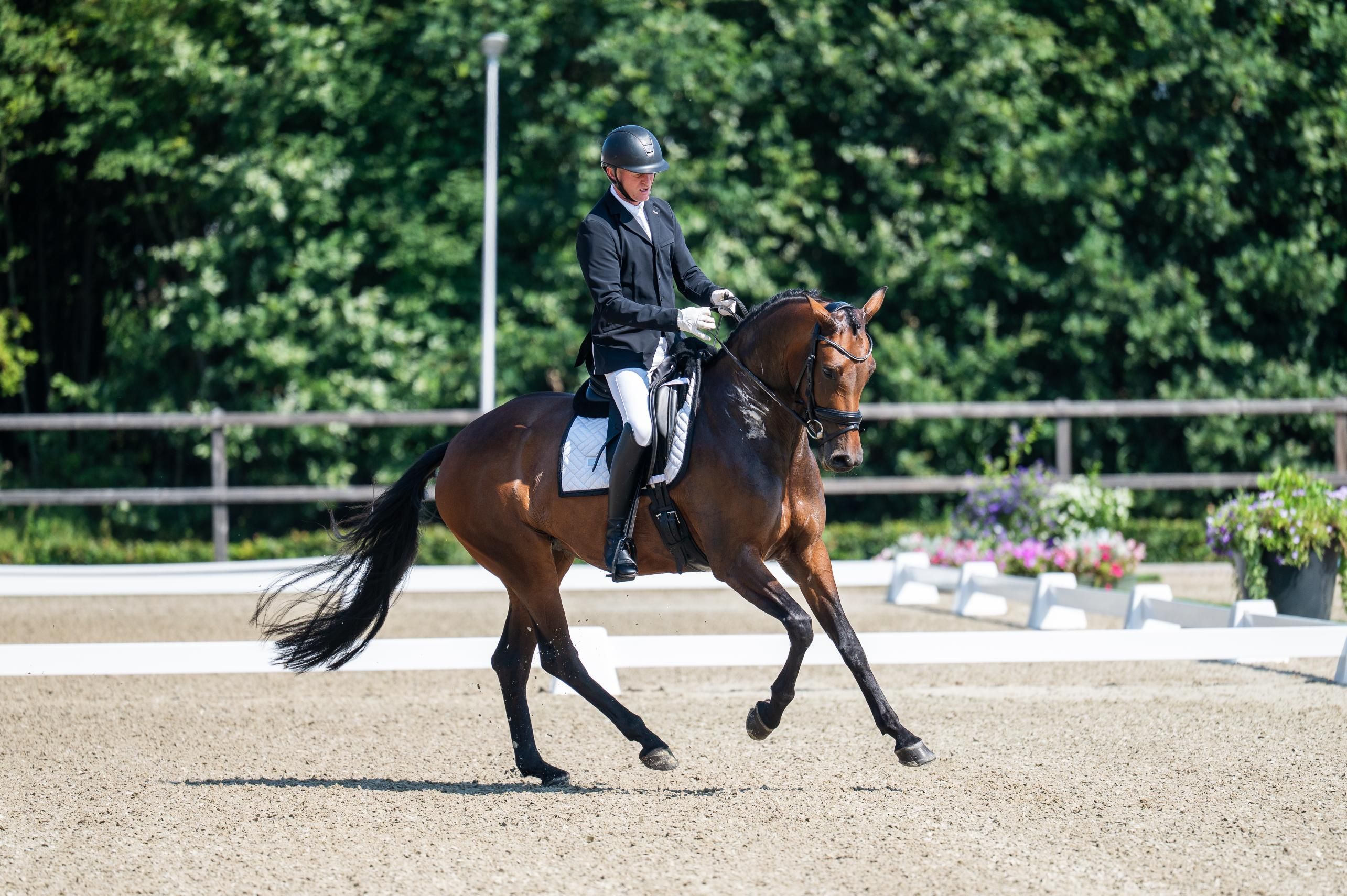 kwpn dressuurpaard merrie 5 jaar bruin te koop - Foto 2