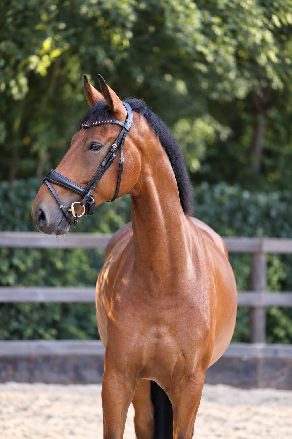 kwpn dressuurpaard ruin 6 years old bruin for sale - Photo 5