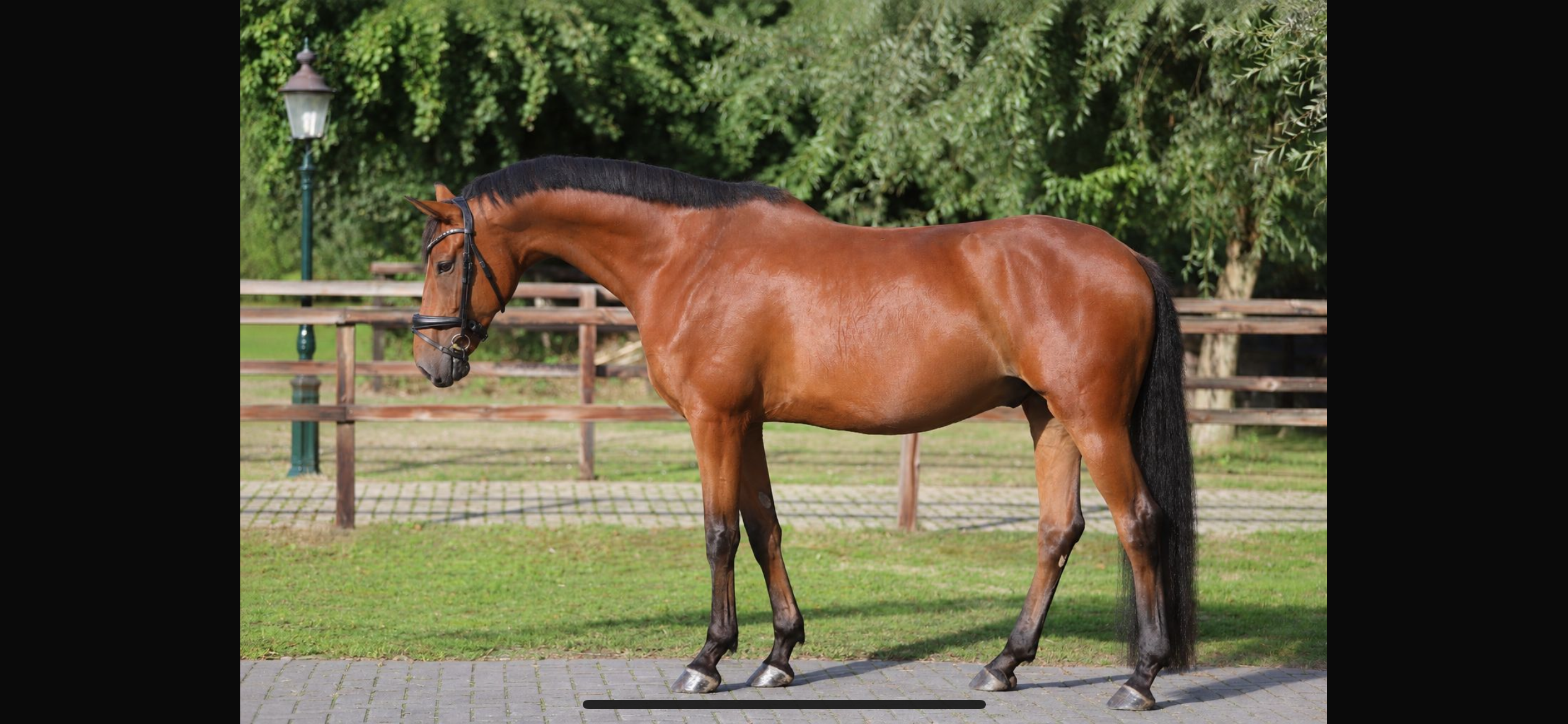 kwpn dressuurpaard ruin 6 years old bruin for sale - Photo 6