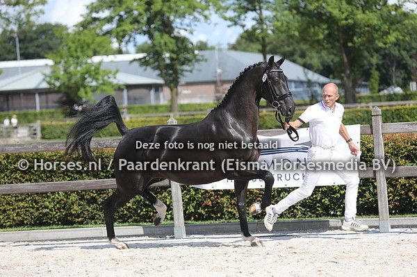 kwpn dressuurpaard merrie 6 anos zwart à venda - Foto 2