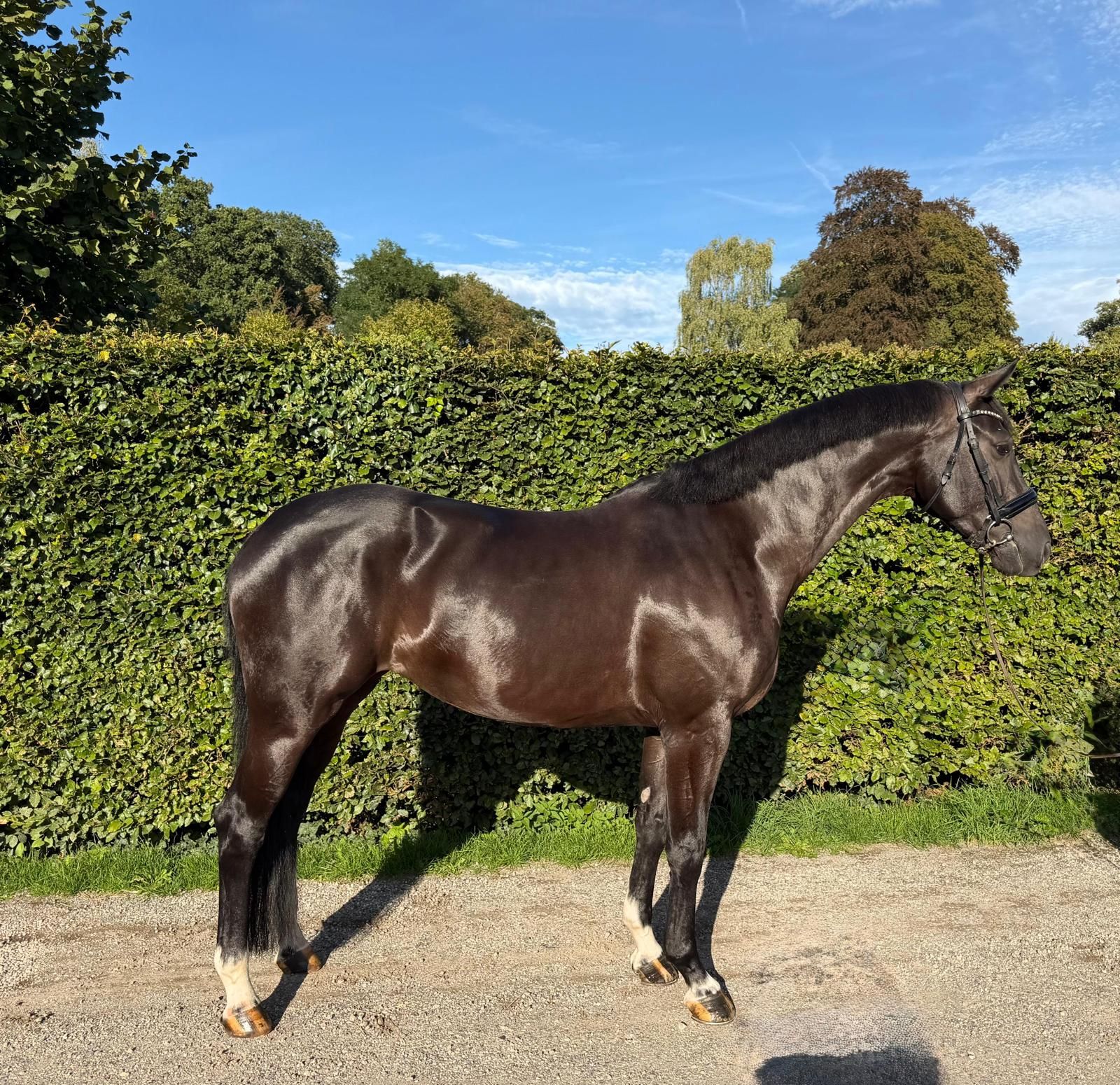 kwpn dressuurpaard merrie 6 anos zwart à venda - Foto 5