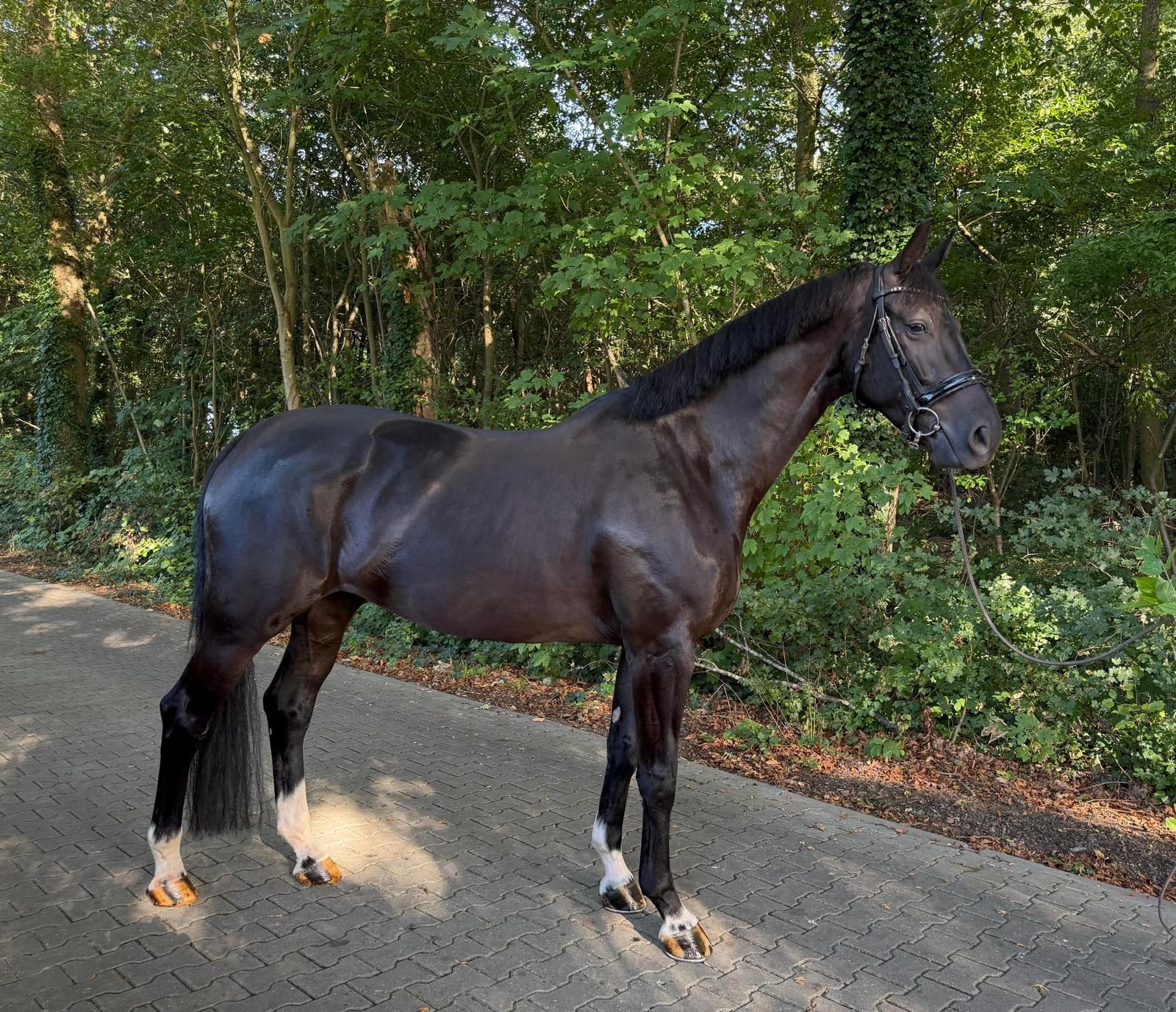 kwpn dressuurpaard merrie 6 anos zwart à venda - Foto 3