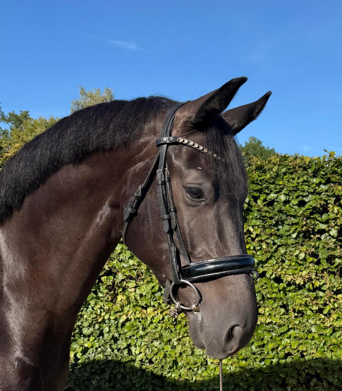 kwpn dressuurpaard merrie 6 anos zwart à venda - Foto 4