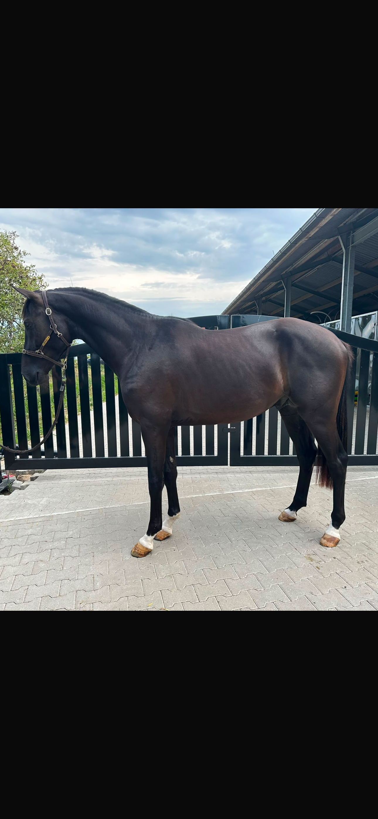 kwpn dressuurpaard hengst 3 years old zwart for sale - Photo 2