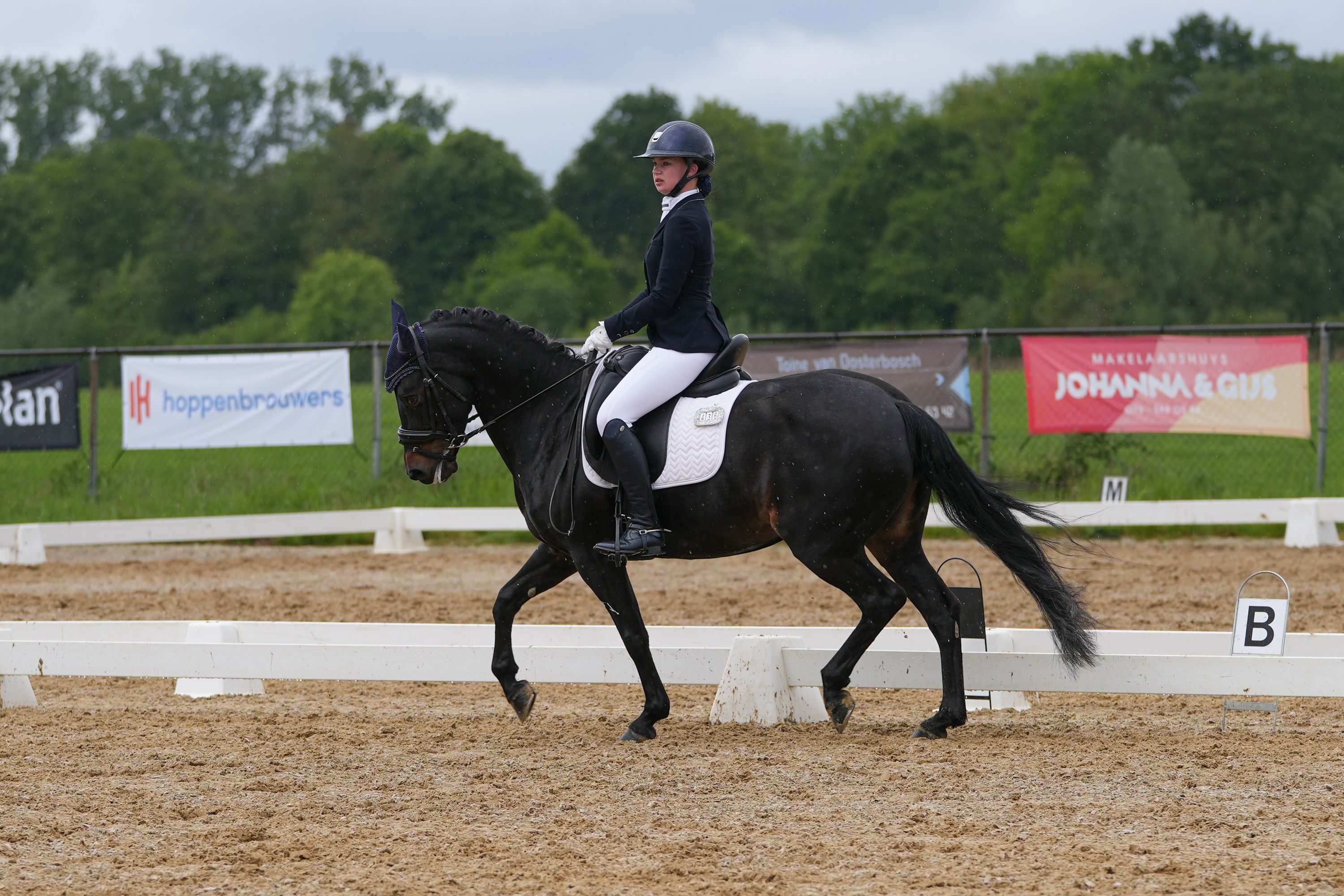 new-forest dressuurpony merrie 16 years old zwart for sale - Photo 3