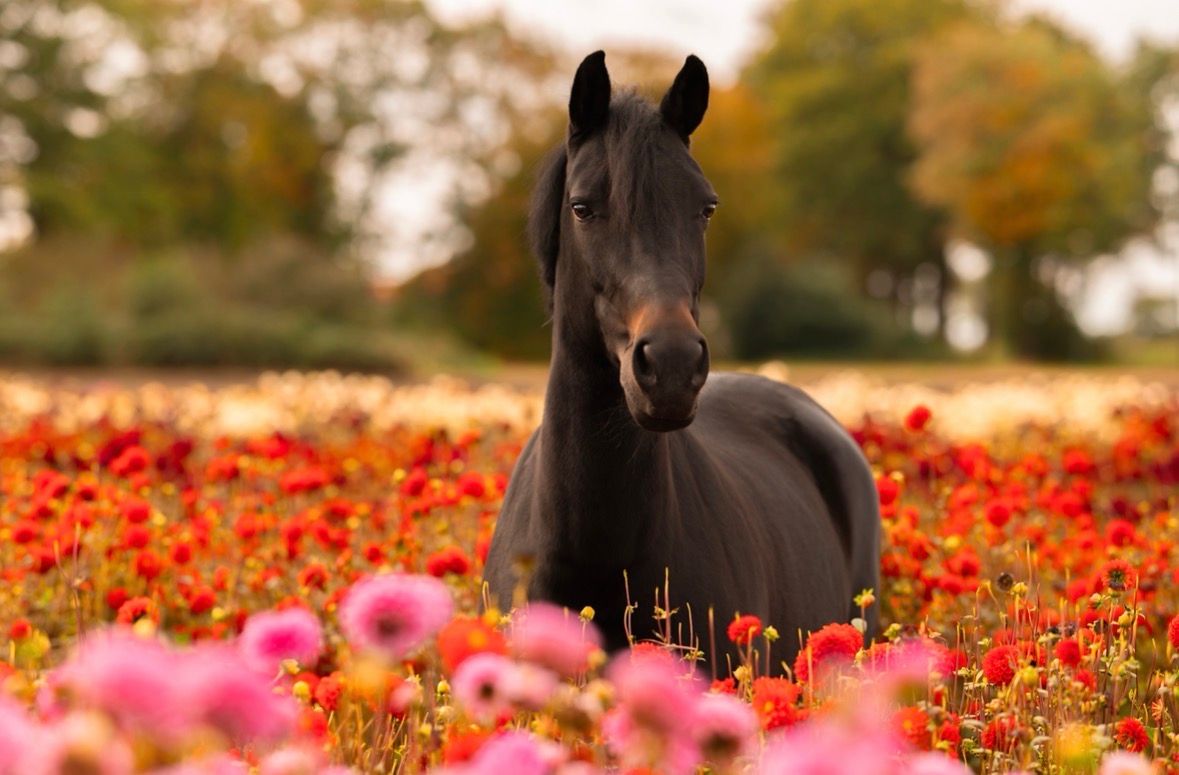 new-forest dressuurpony merrie 16 years old zwart for sale - Photo 4
