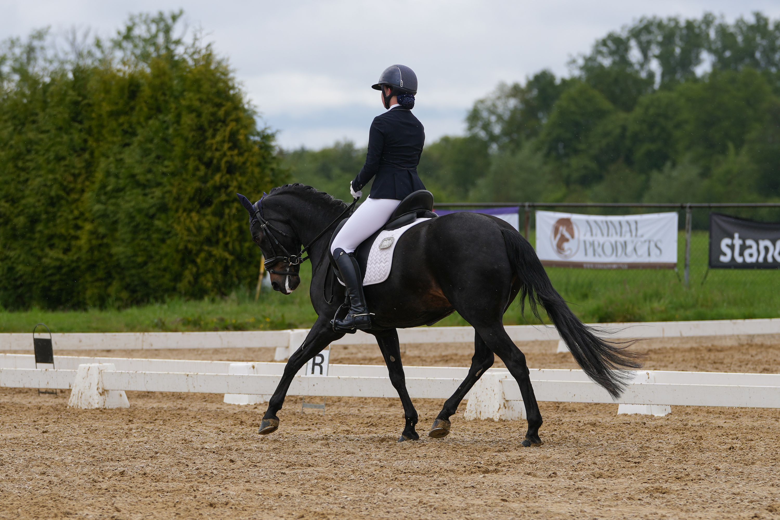 new-forest dressuurpony merrie 16 years old zwart for sale - Photo 5