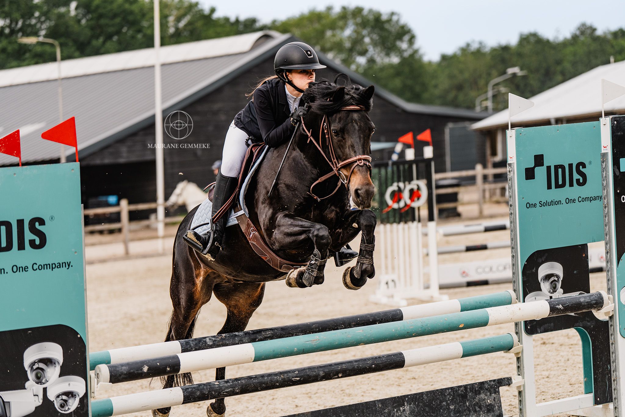 new-forest dressuurpony merrie 16 years old zwart for sale - Photo 2