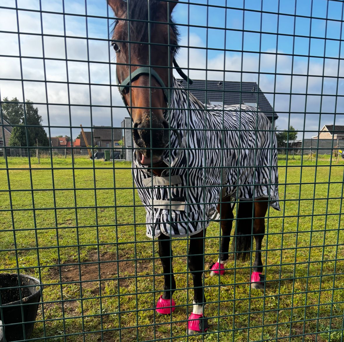 SE BUSCA AYUDANTE DE ESTABLO (+posibilidad de alojar al caballo) - Foto 3