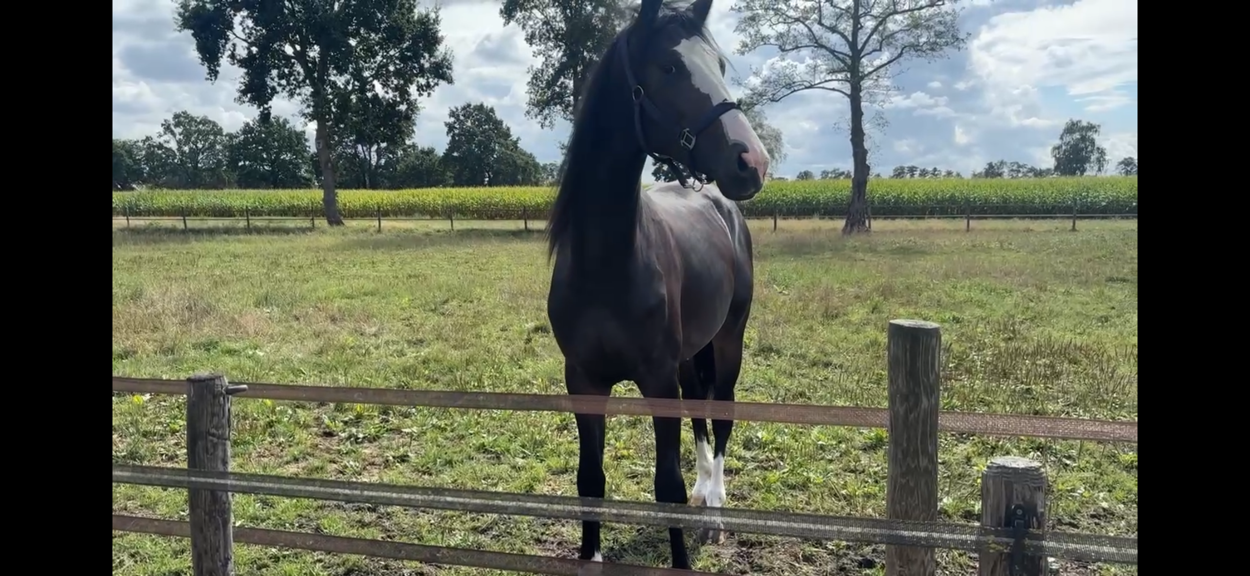 SE BUSCA AYUDANTE DE ESTABLO (+posibilidad de alojar al caballo) - Foto 2