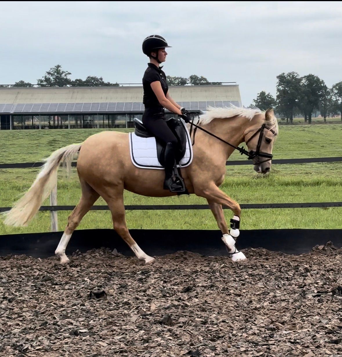 nrps allround-pony merrie 4 years old palomino for sale - Photo 2