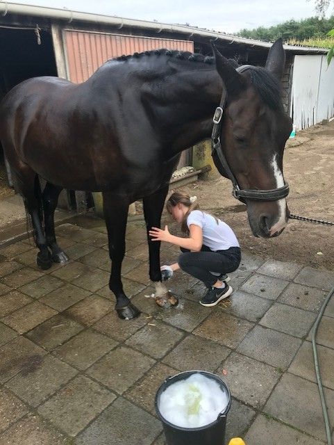 kwpn allrounder merrie 22 Jahre alt donkerbruin zu verkaufen - Foto 5