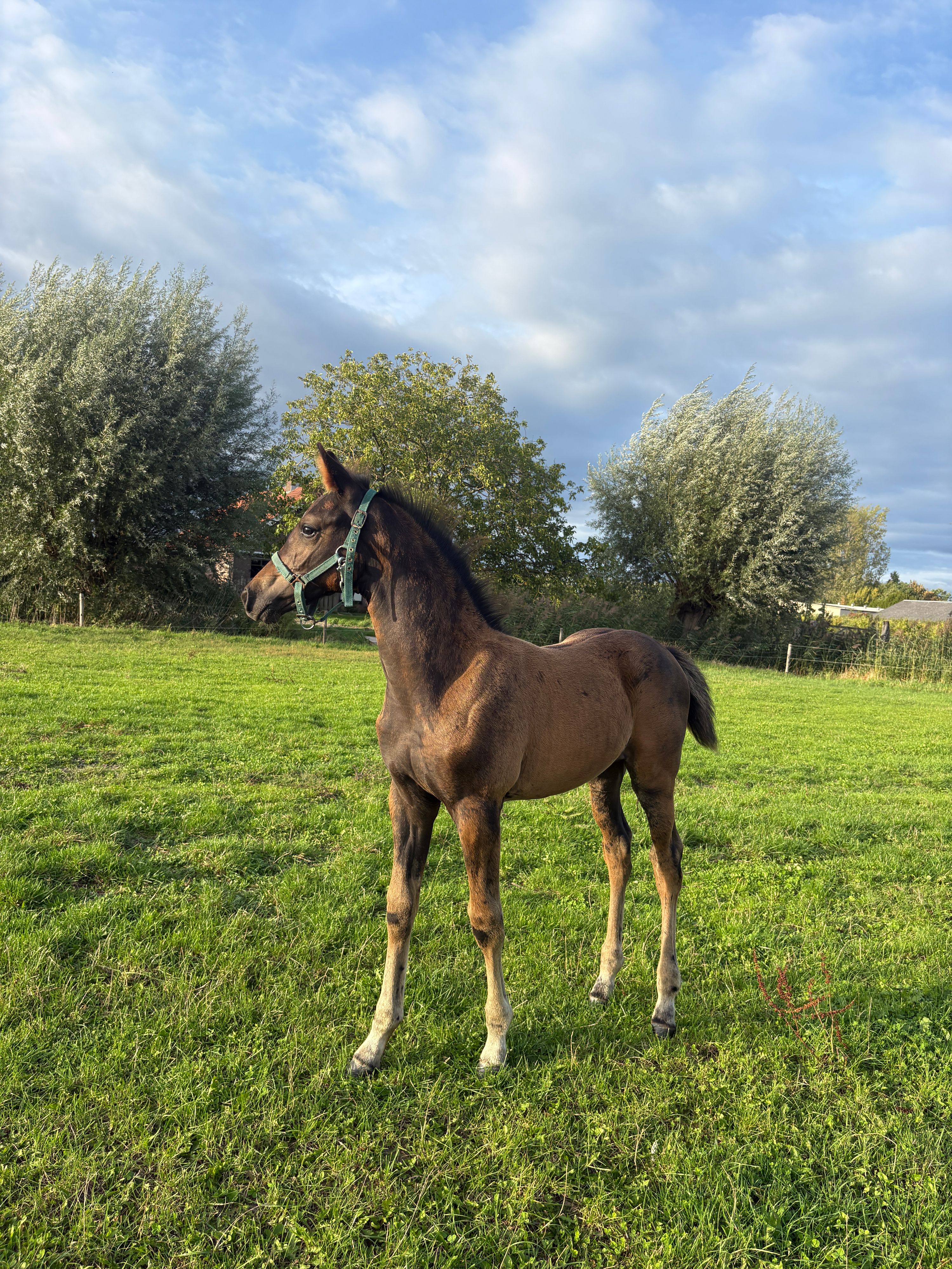 kwpn dressuurpaard hengst 0 ani de vânzare - Foto 2