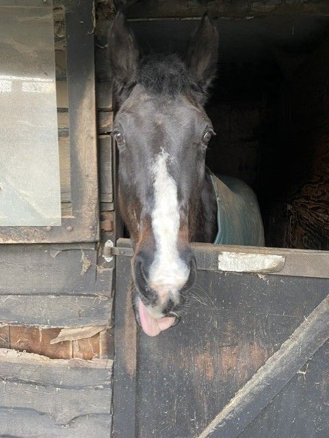 kwpn allrounder merrie 22 anni donkerbruin in vendita - Foto 6